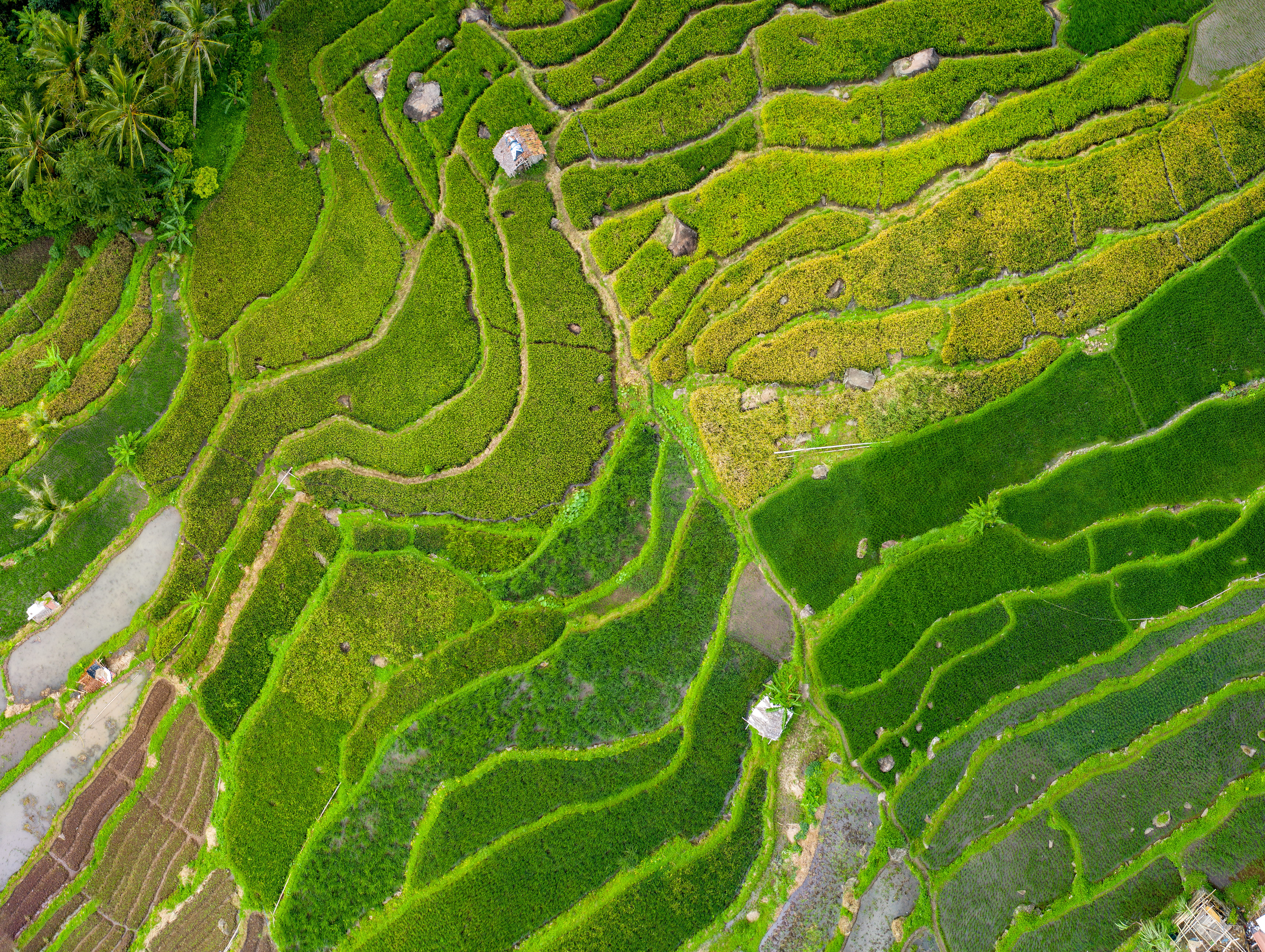 field, terrace, drone footage, fields, aerial view, view, green color, sight, landscape, plantation, no people, grass, rice, stones, environment, scenic, HD Wallpaper
