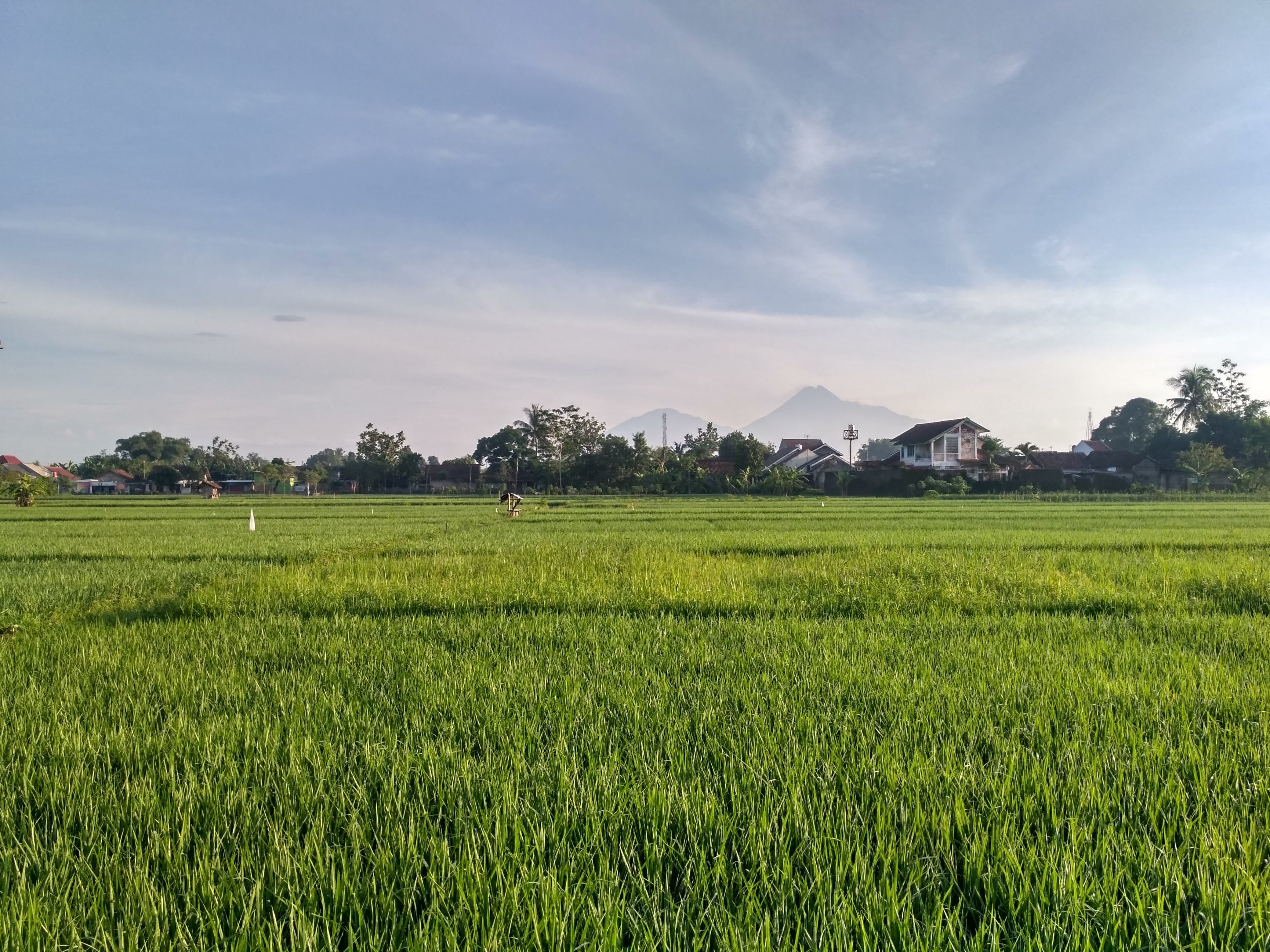 tranquil scene, rice - Cereal Plant, farm, yogyakarta, grass, rice Paddy, 4K, indonesian, ricefield, jogja, environment, nogotirto, paddy, sky, plant, HD Wallpaper