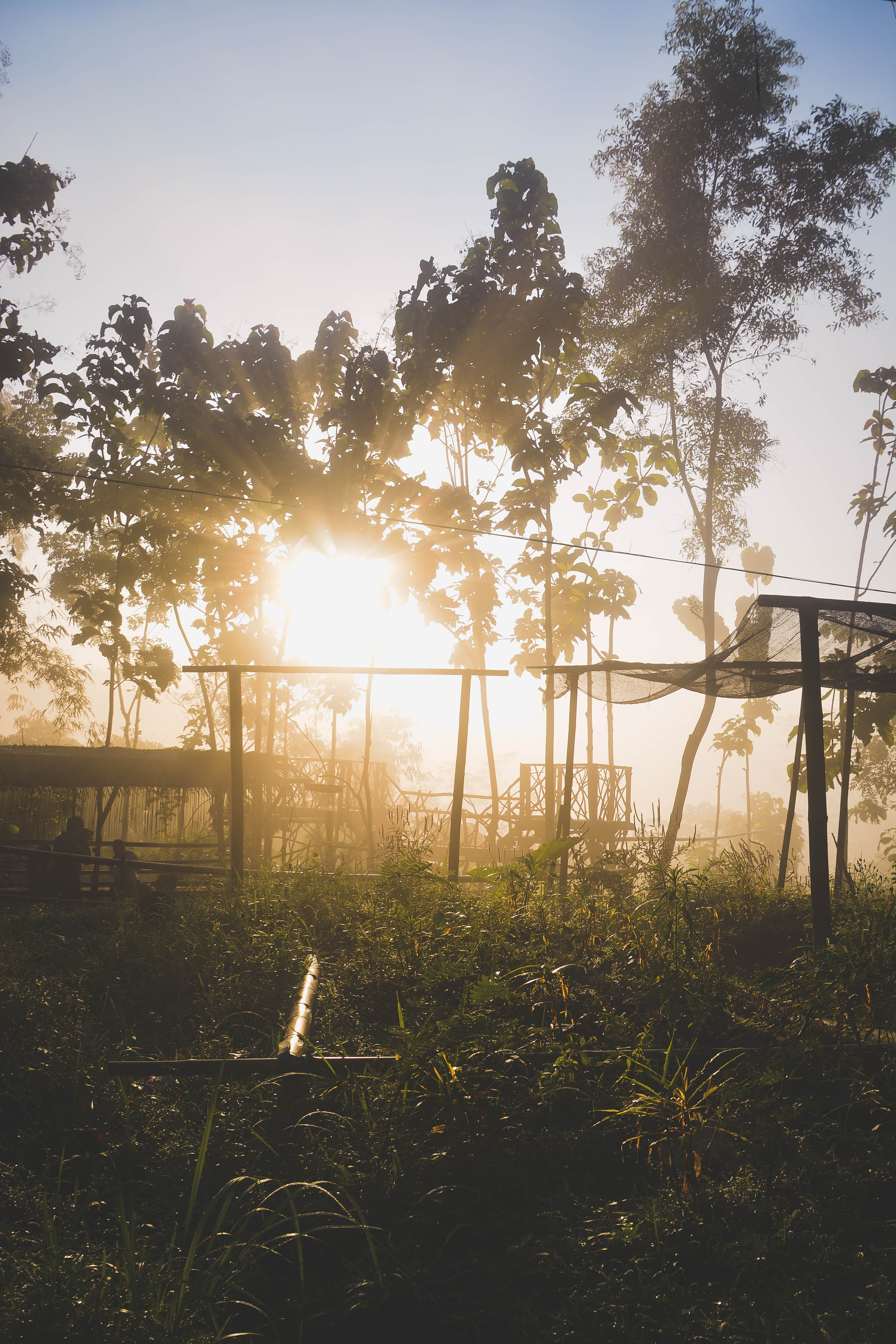 net, sun, lens flare, sunbeam, brightly lit, structure, yogyakarta, land, sunset, jungle, indonesia, nature, no people, bright, tree, scenics - nature, Phone HD Wallpaper