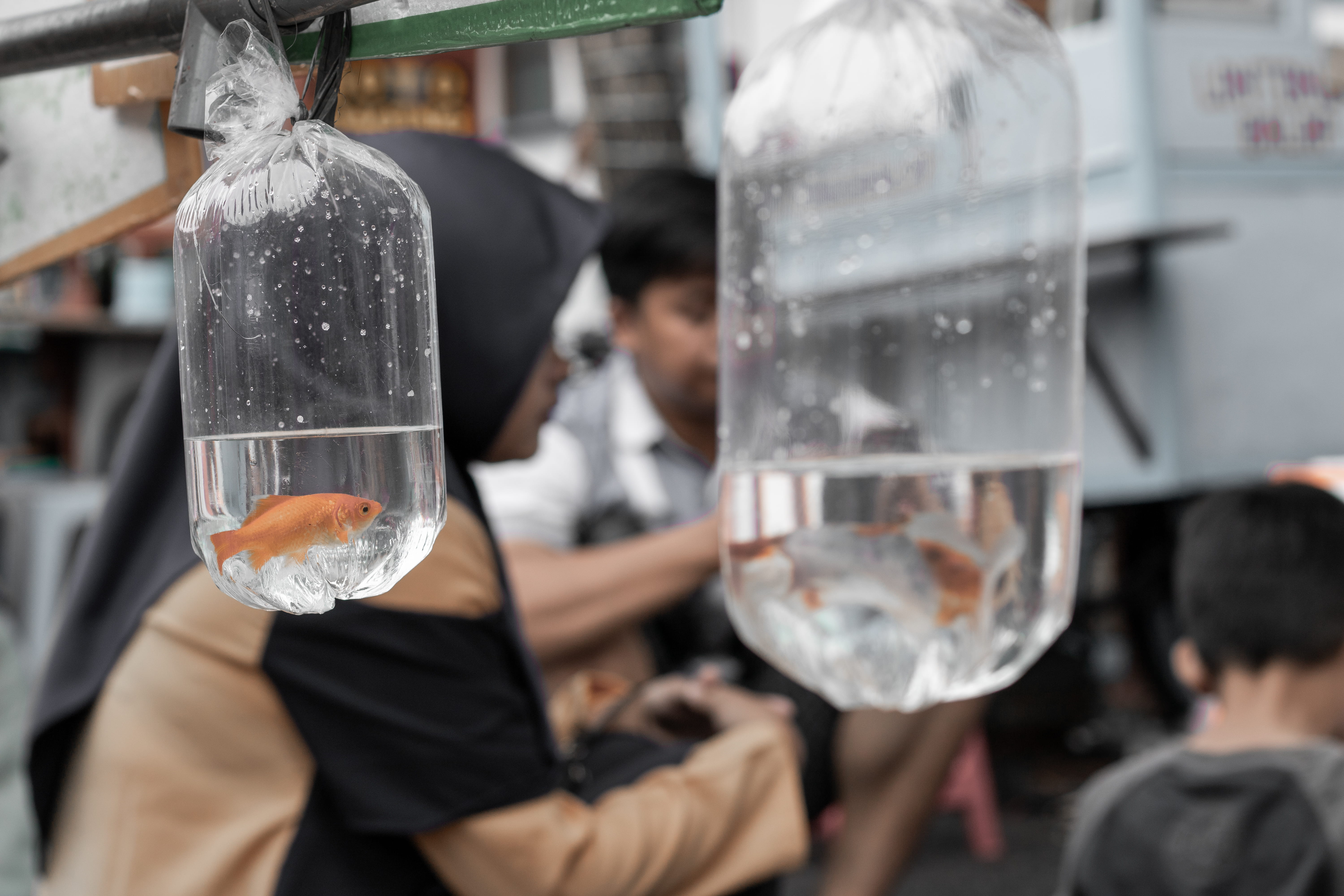 separate, indonesia, bags, close-up, goldfish, people, human, goldfishes, 5K, holding, focus on foreground, water, drink, men, day, reflection, real people, HD Wallpaper