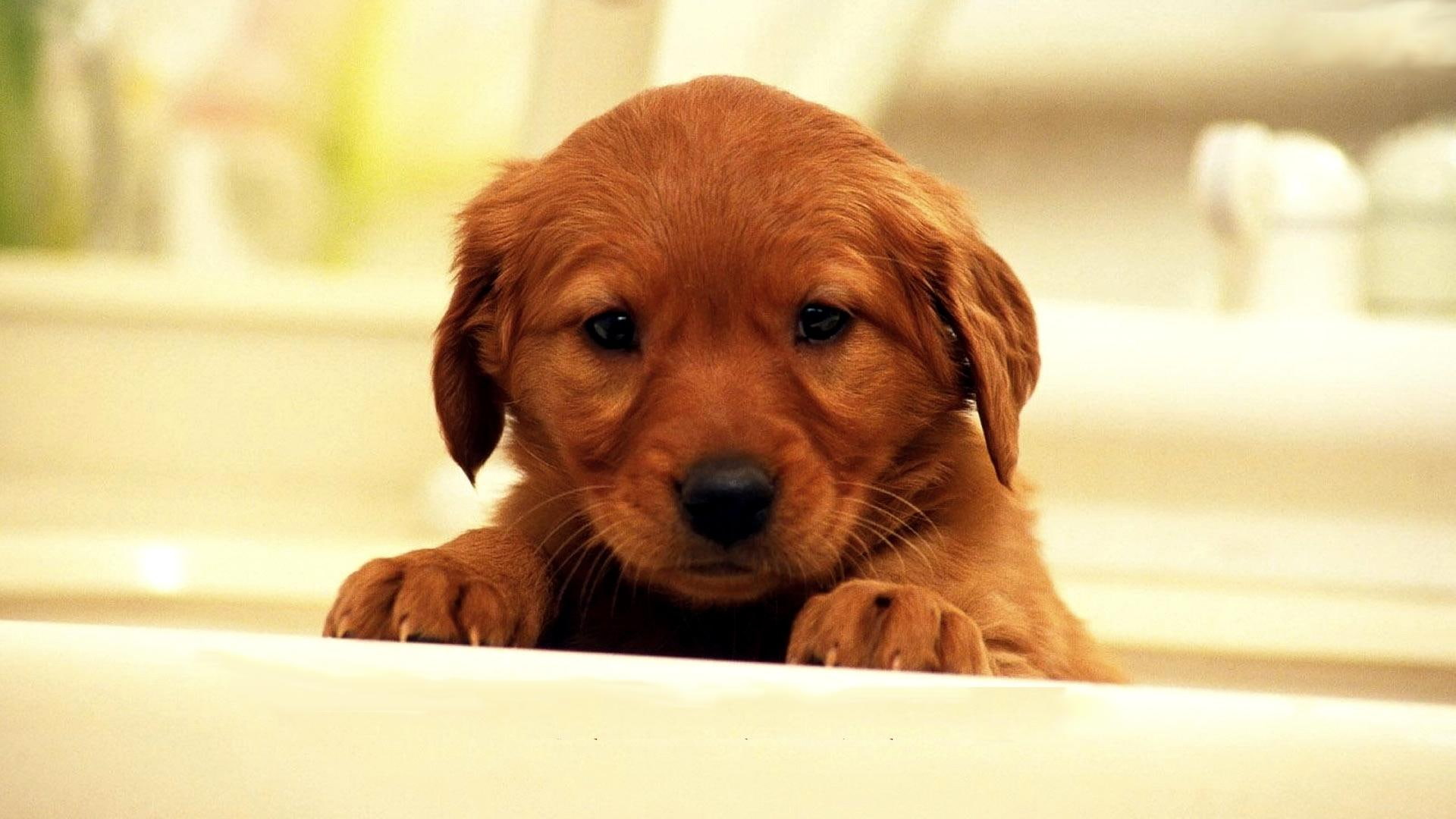 teu, brown, friend, gift, lab, golden, coated, puppy, long, animals, thomas, 1080P, HD Wallpaper