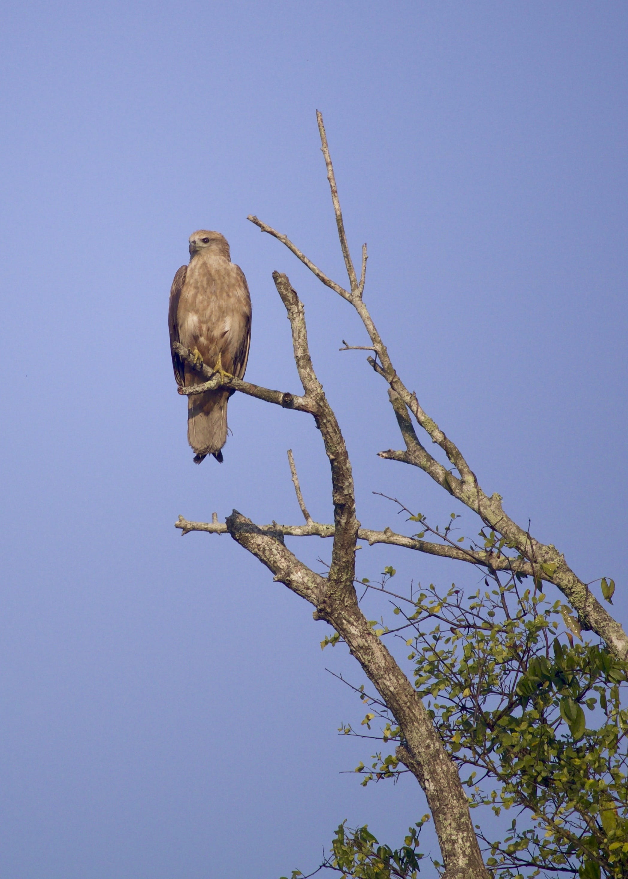 eagle, day, falcon - bird, sundarban, bangladesh, buzzard, low angle view, common buzzard, animal themes, perching, animal wildlife, vertebrate, sky, 2K, Phone HD Wallpaper