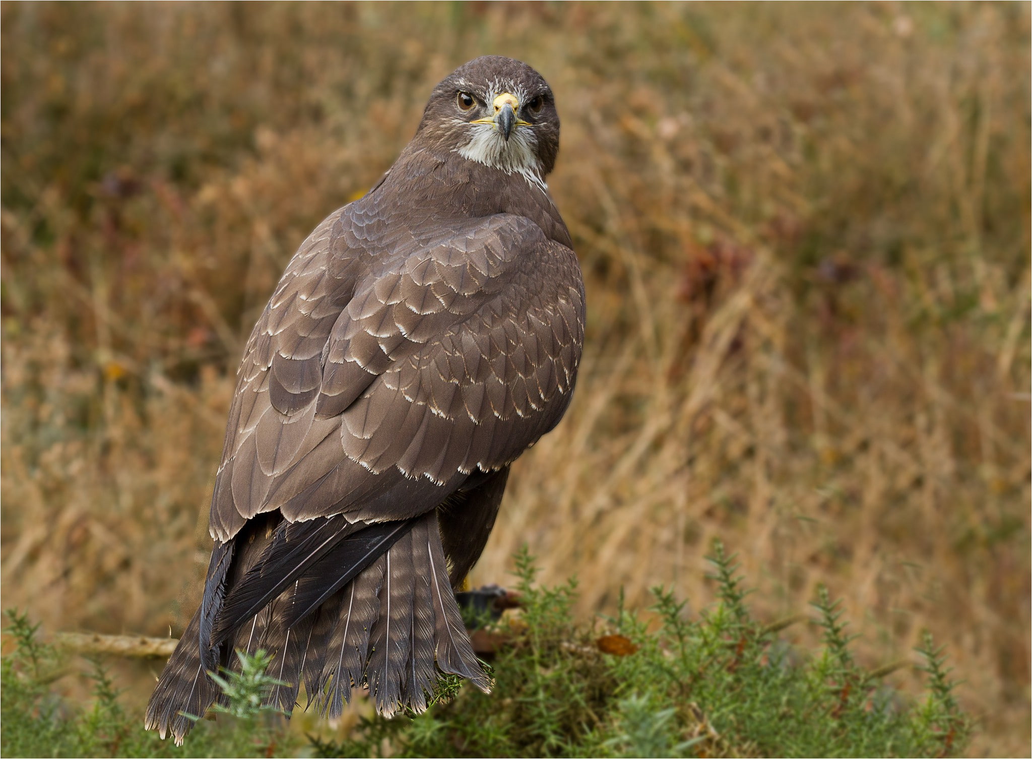 buzzard, 1080P, Bird, predator, hawk eyes, HD Wallpaper