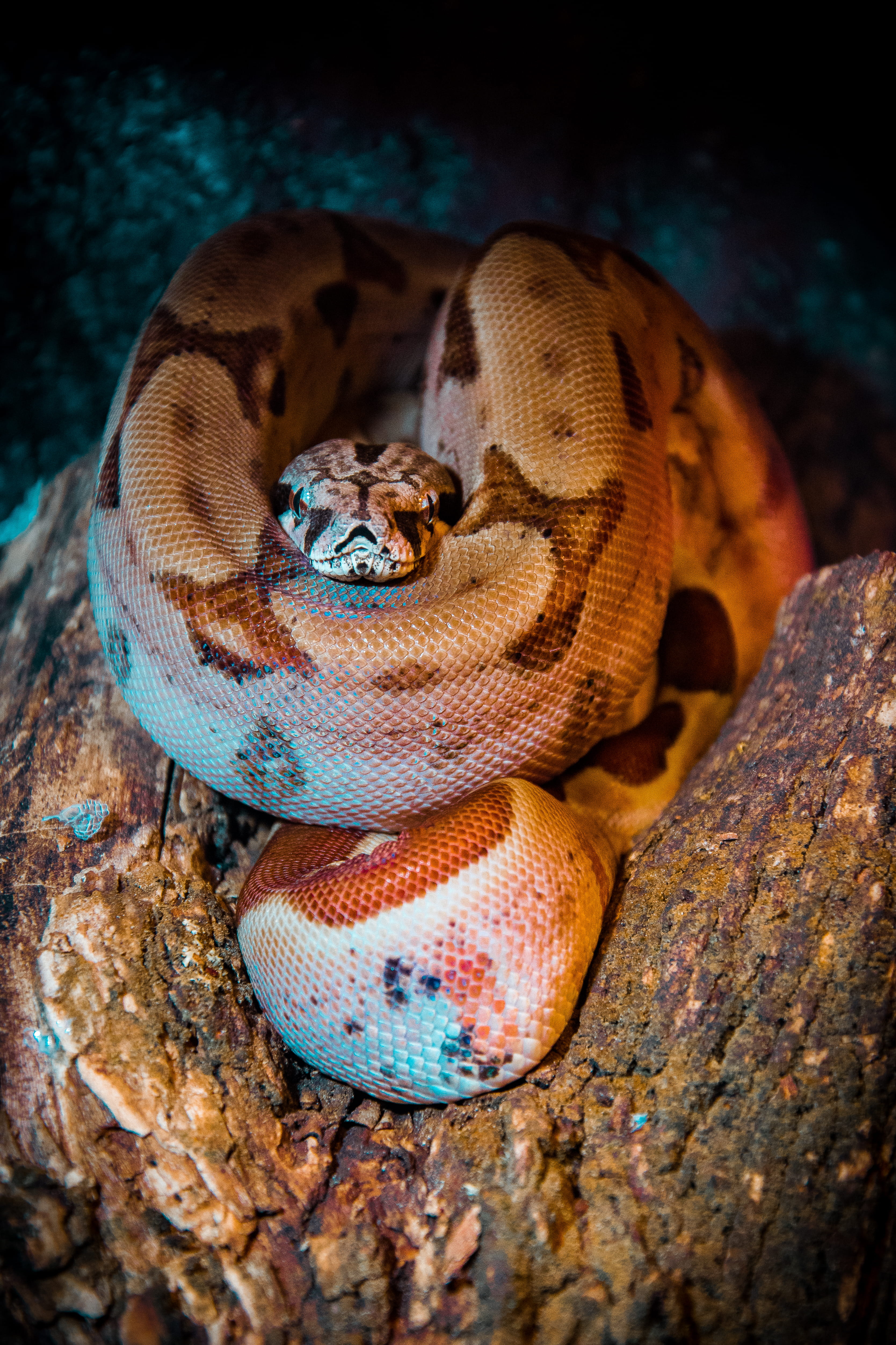 boa constrictor, animal, no people, king snake, curled up, bun, photographty, brown, trutnov, soil, rock, buzzard, constrictor, reptile, sign, nature, animal wildlife, Phone HD Wallpaper