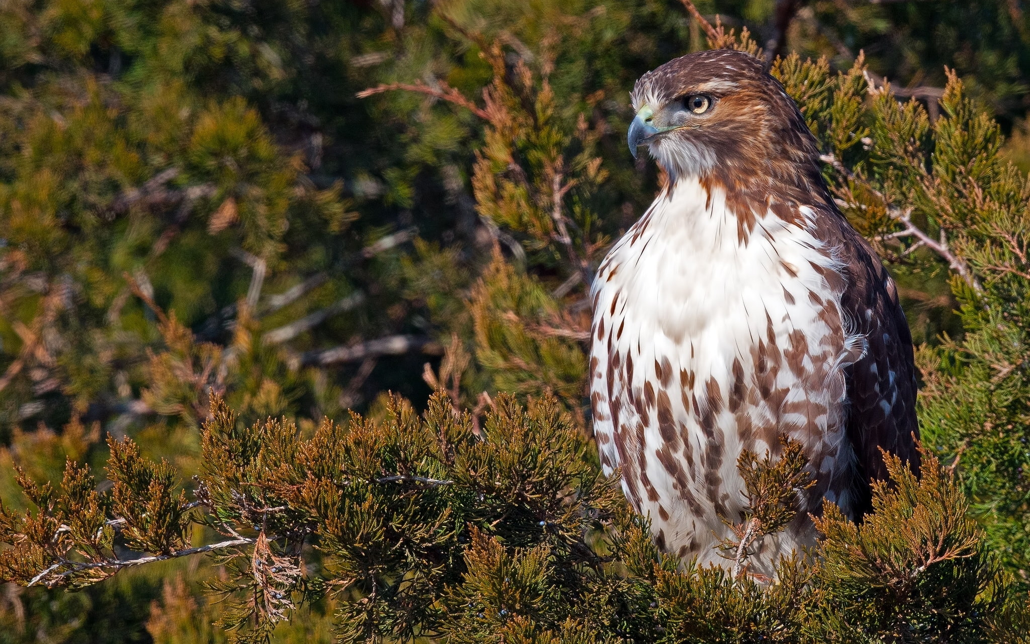 bird, Red-tailed Buzzard, 1080P, hawk, branch, HD Wallpaper