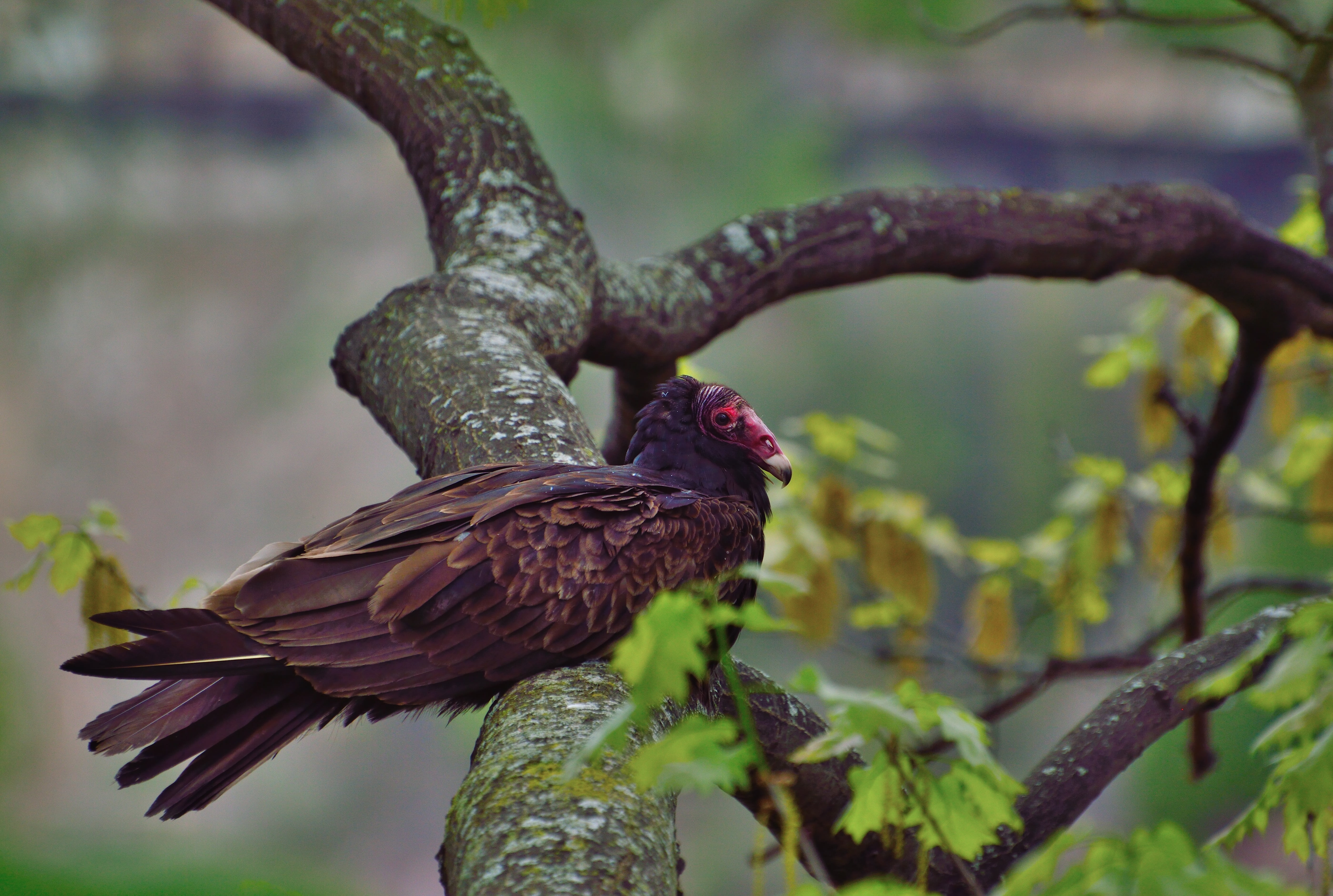 nature, buzzard, turkey vulture, ontario, selective focus, animal, 5K, tree, animal themes, raptor, animals in the wild, bird, zoology, focus on foreground, HD Wallpaper
