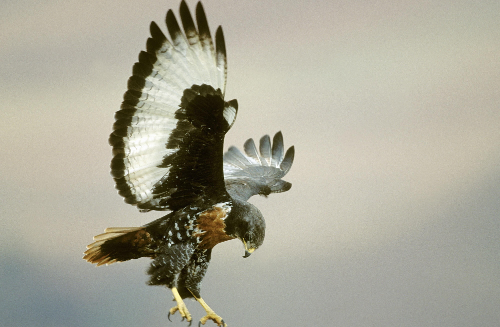 Birds, Animals, Buzzard, copy space, close-up, outdoors, Africa, Flight, Buteo, bird, Jackal, spread wings, animals in the wild, focus on foreground, South, HD Wallpaper