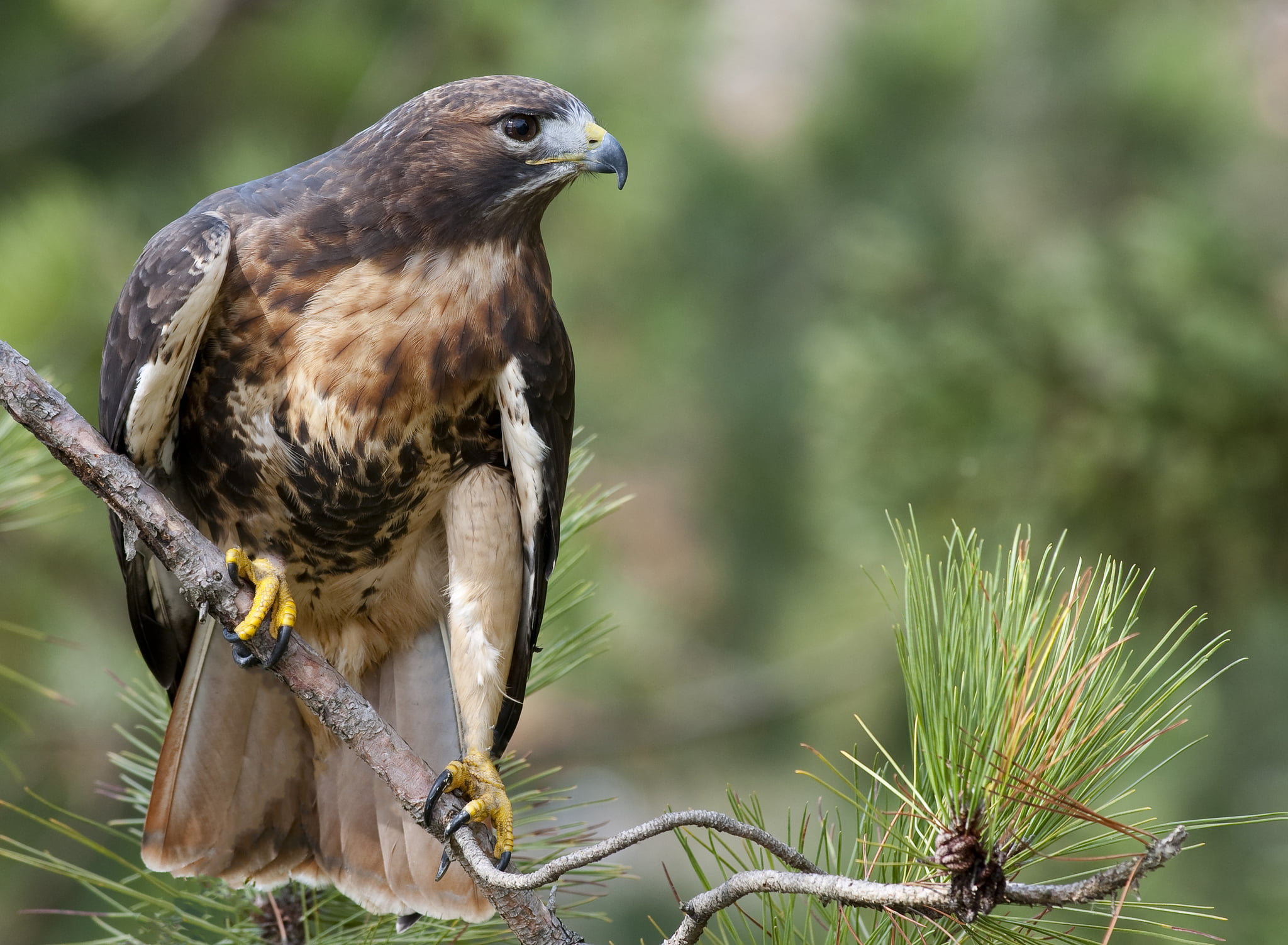 plant, 1080P, close-up, animal wildlife, bird, look, focus on foreground, animals in the wild, eagle, one animal, day, Red-tailed Buzzard (Buteo jamaicensis), HD Wallpaper
