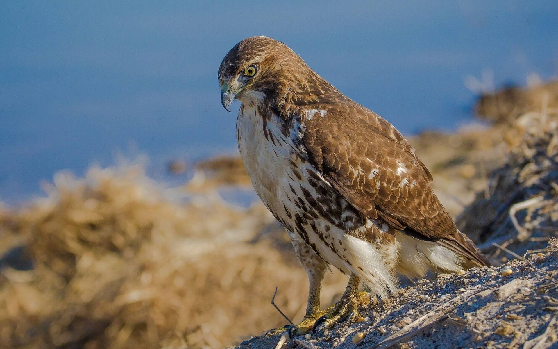 bird, Red-tailed Buzzard, hawk, 1080P, HD Wallpaper