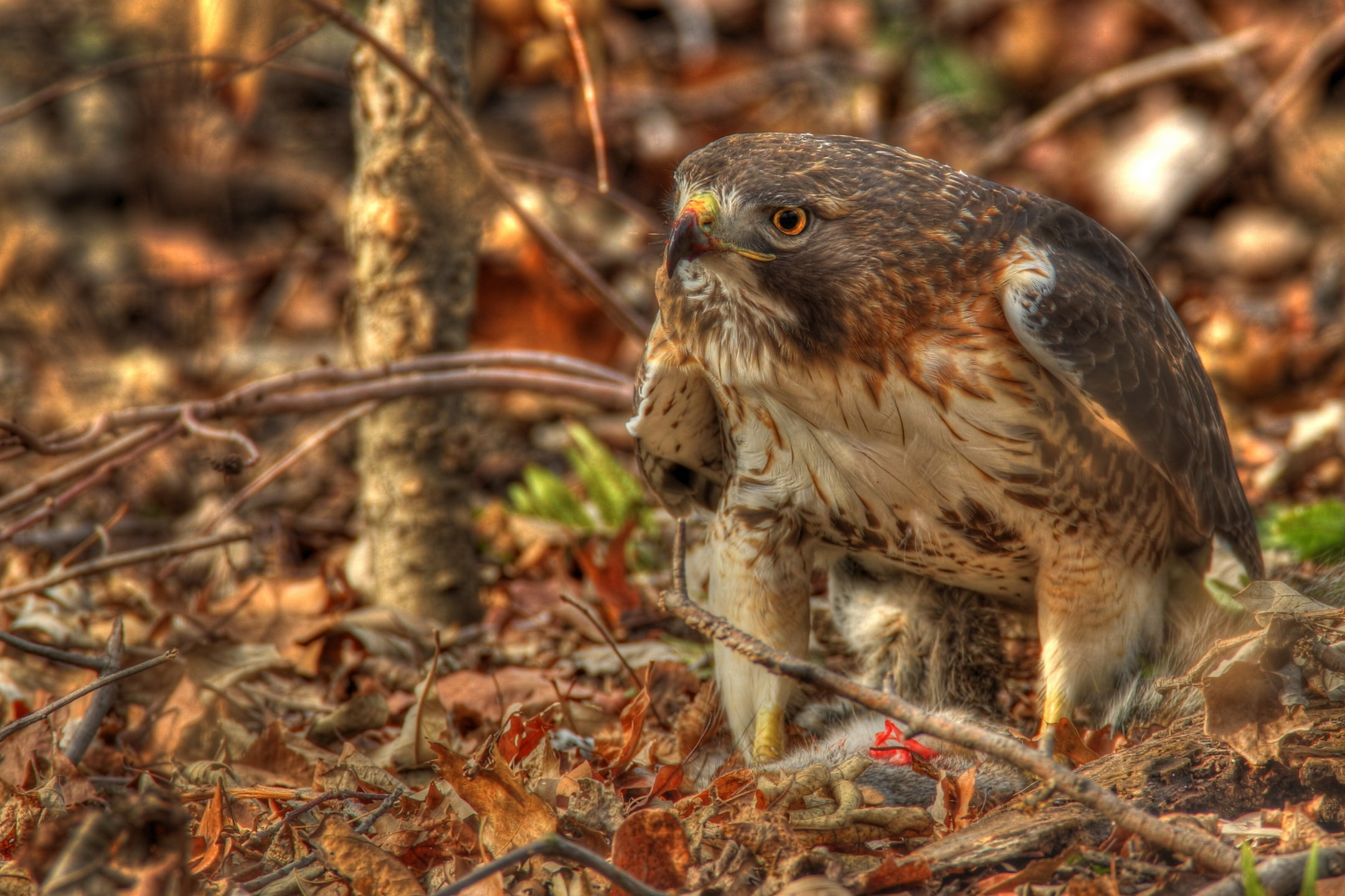 branches, Red-tailed Buzzard, leaves, 1080P, hawk, HD Wallpaper