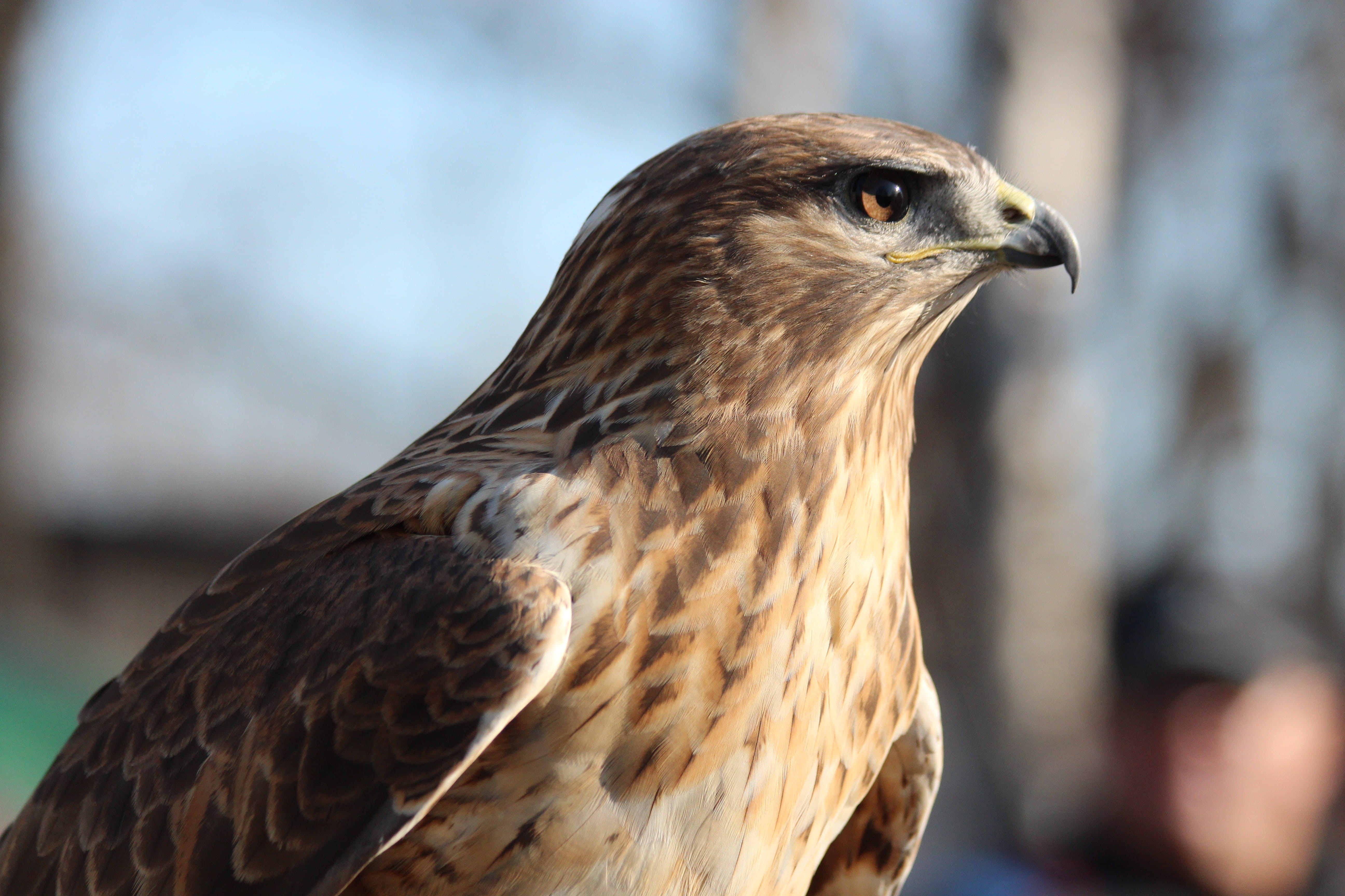 side view, animal body part, long-legged buzzard, bird, brown, animal, no people, looking, eagle, focus on foreground, eye, animal head, buteo rufinus, HD Wallpaper