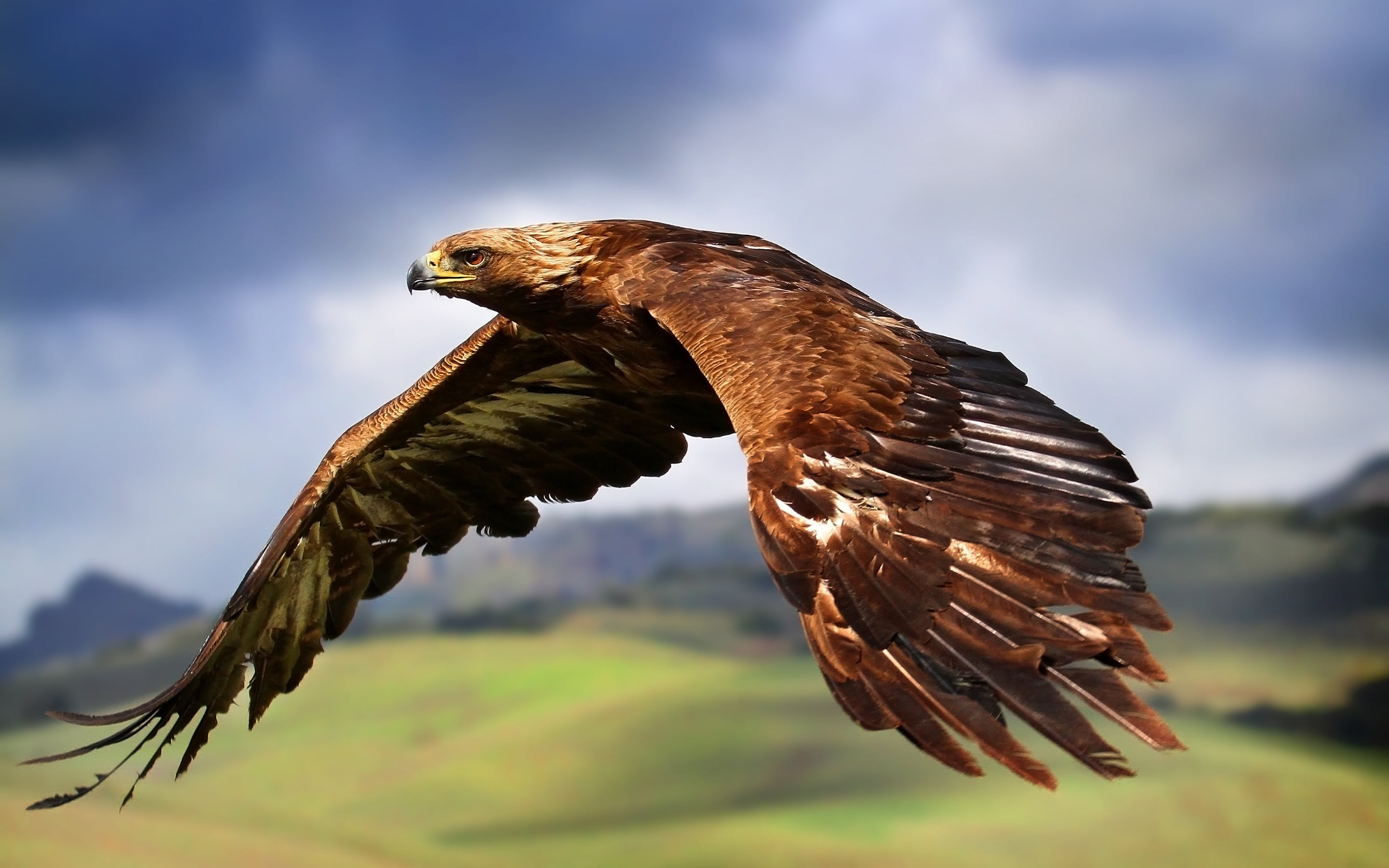 hawk - Bird, beak, flight, outdoors, eagle, flying, wings, spread wings, animal Wing, carnivore, animal, predators, day, freedom, low angle view, focus on foreground, HD Wallpaper