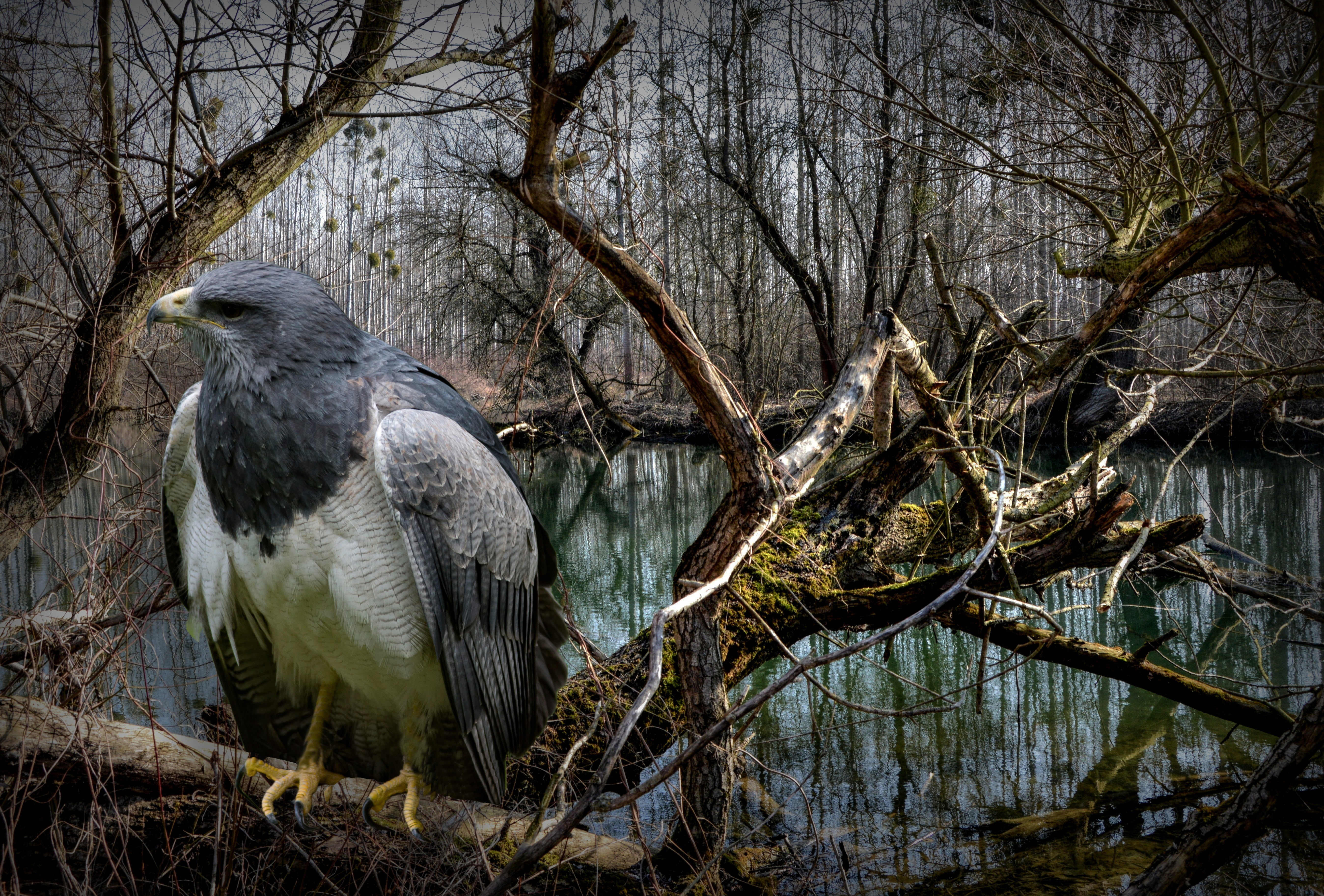 5K, animals in the wild, nature, no people, plant, hawk, animal, animal wildlife, perching, animal themes, day, land, beauty in nature, adler, bird of prey, HD Wallpaper