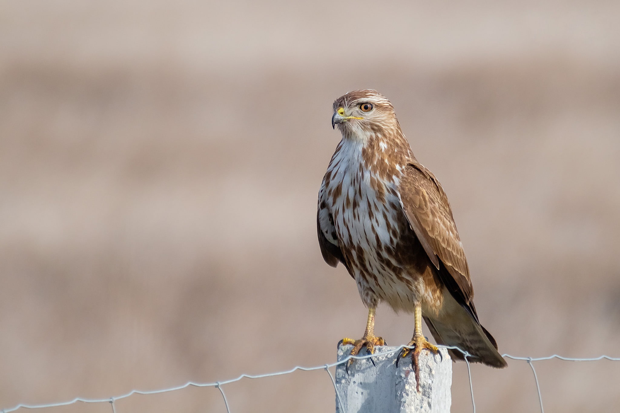 Sarich, Buzzard, predator, 1080P, birds, HD Wallpaper