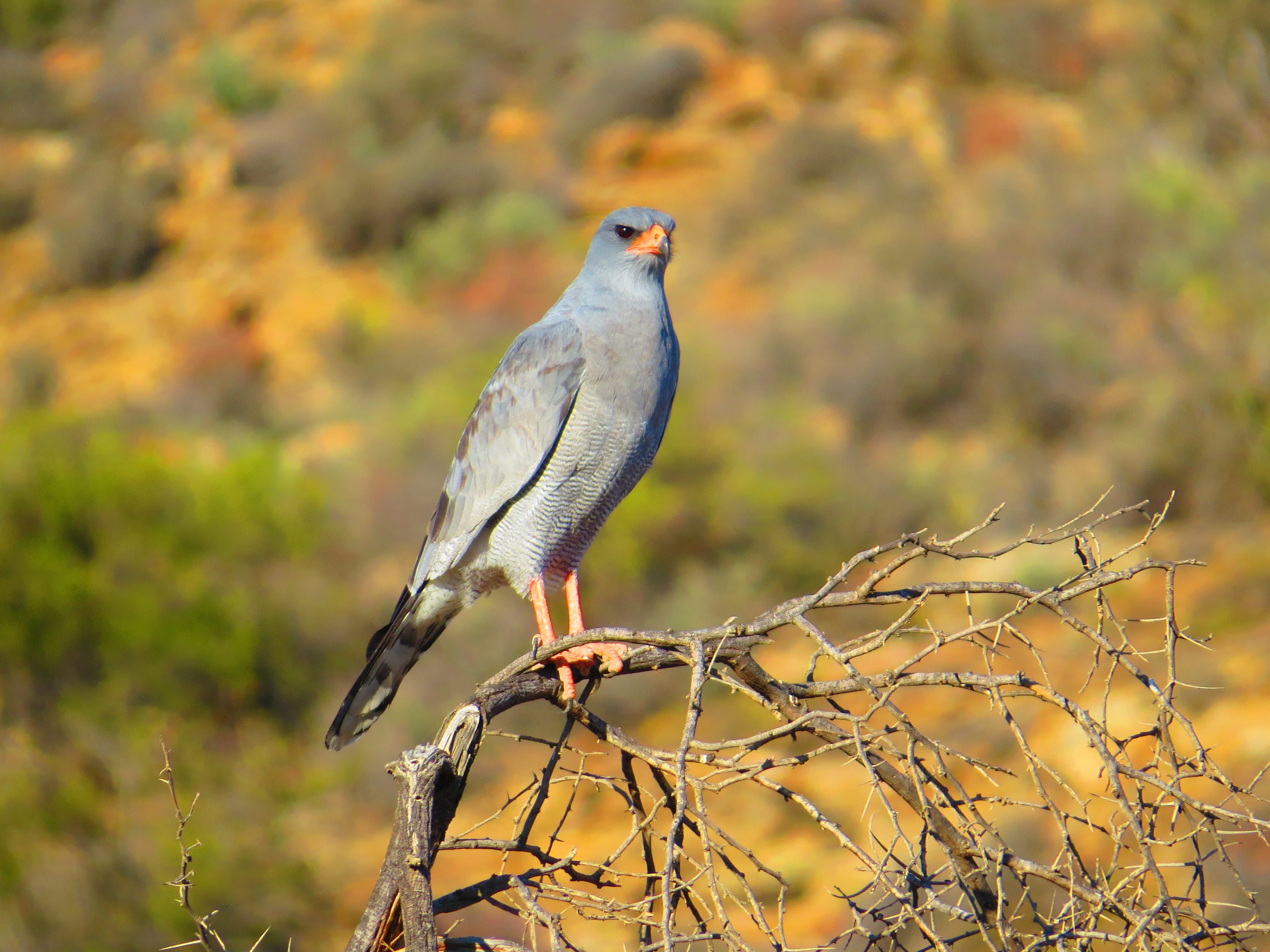 gray, outdoors, herbal, branch, animals in the wild, planter, finch, hawk, agelaius, pottery, brown, falcon, buzzard, daytime, grouse, vulture, bird, nature, HD Wallpaper