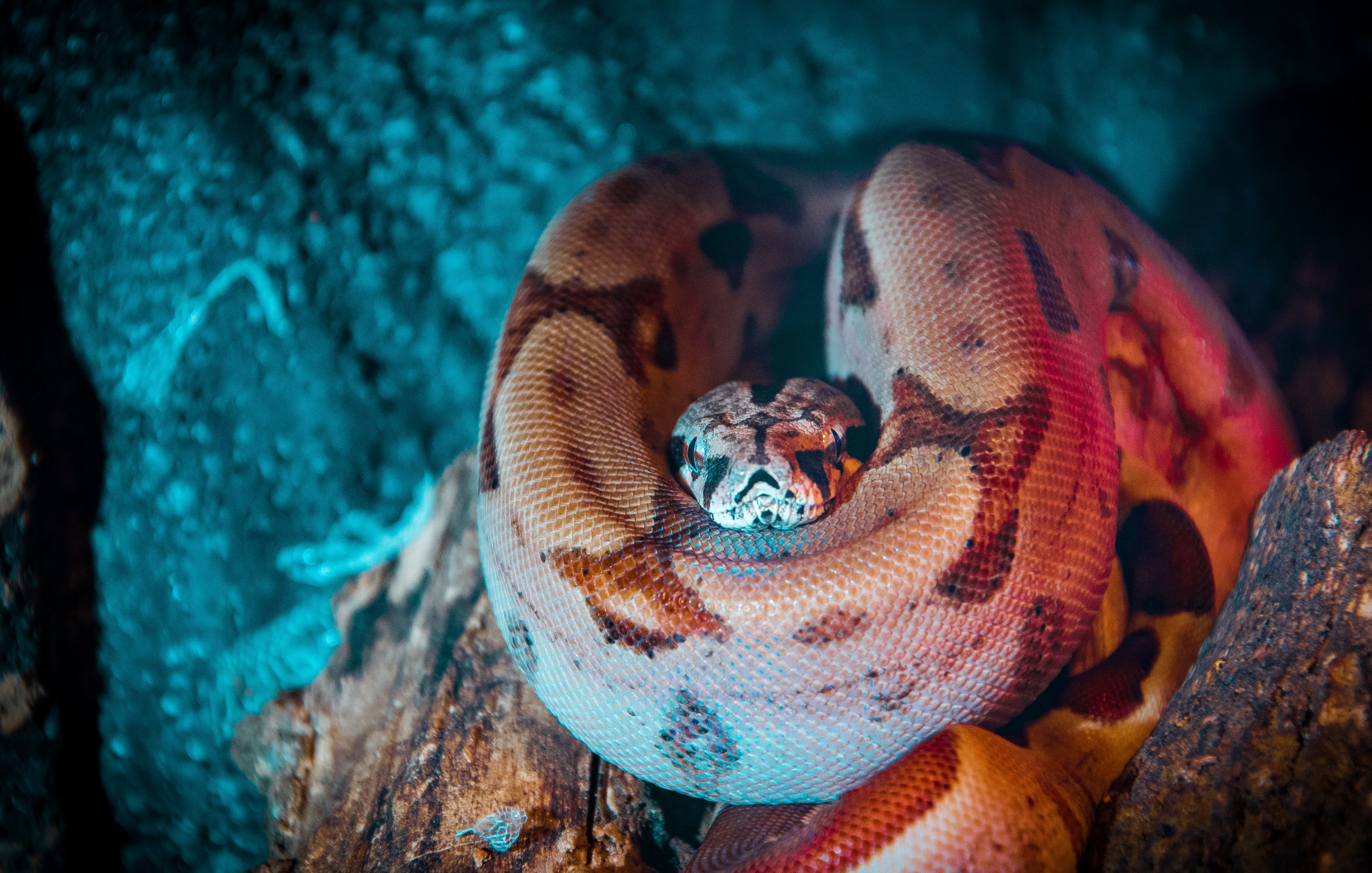 soil, anaconda, reptile, turtle, focus on foreground, sea life, no people, bird, boa constrictor, animal head, trutnov, animal wildlife, warning sign, outdoors, HD Wallpaper