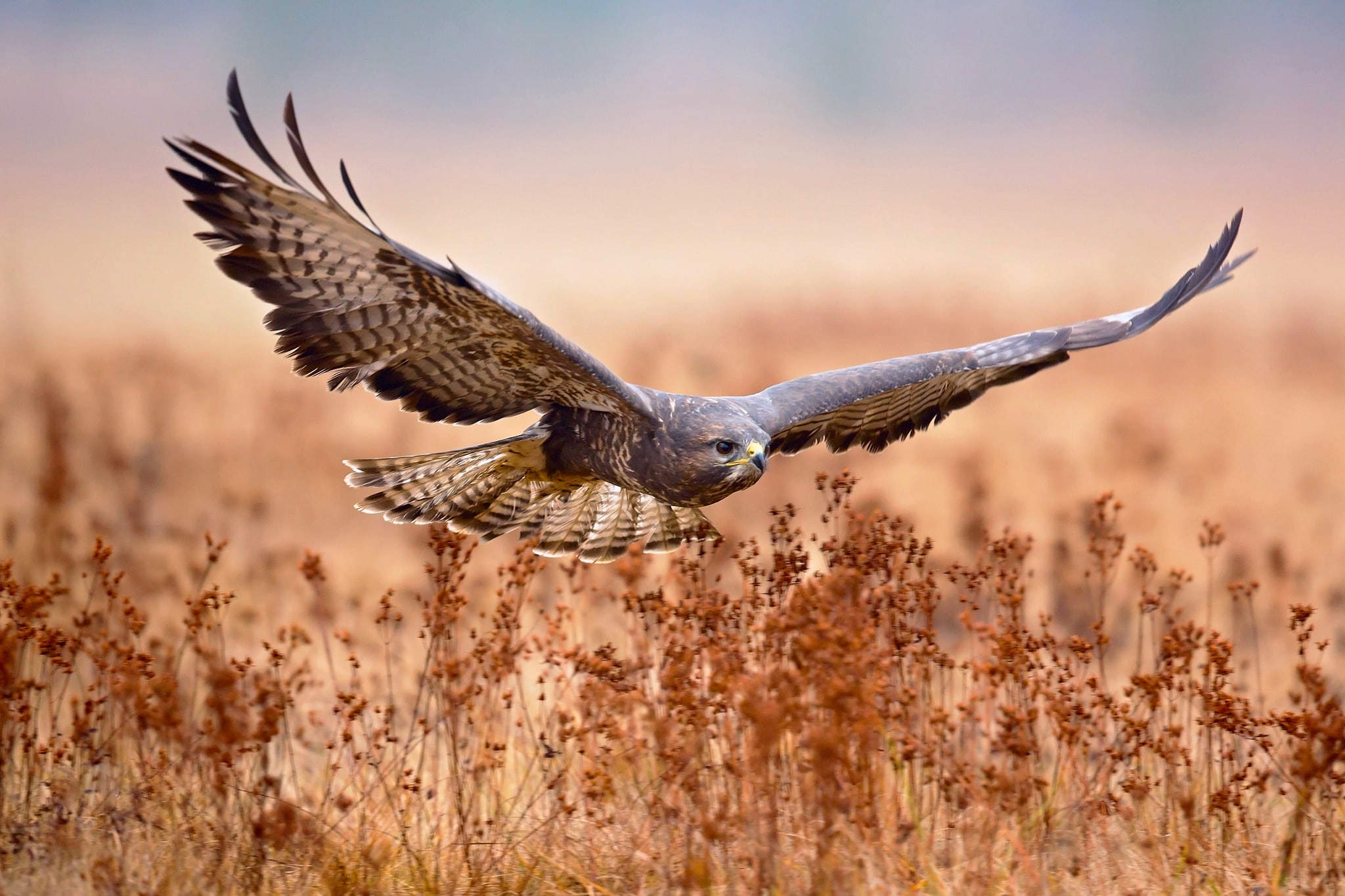 field, flight, bird, 1080P, hunting, Common Buzzard, HD Wallpaper