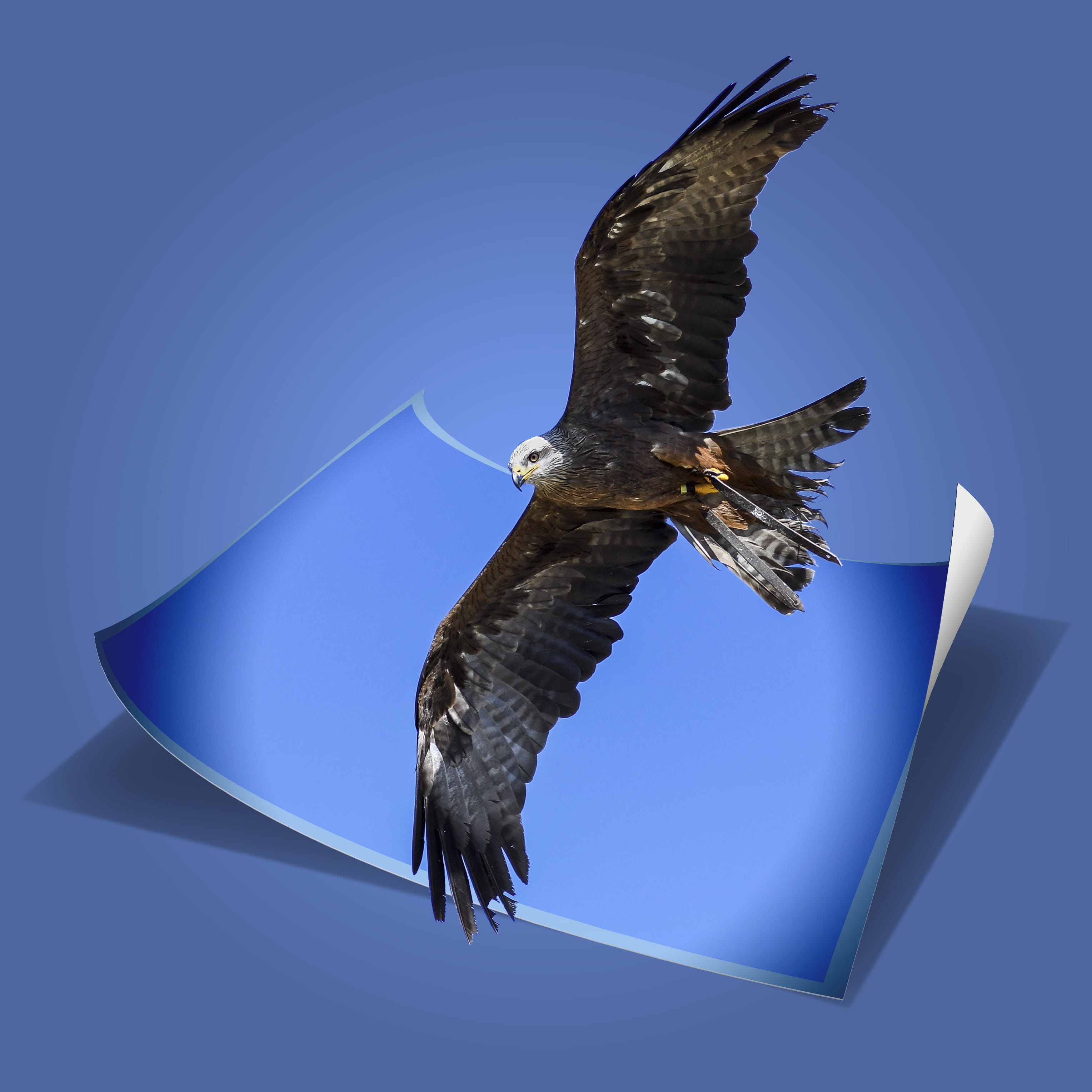 animal body part, eagle, vertebrate, blue background, mid-air, low angle view, no people, blue, nature, flying, motion, animal wildlife, raptor, sky, bird of prey, Phone HD Wallpaper