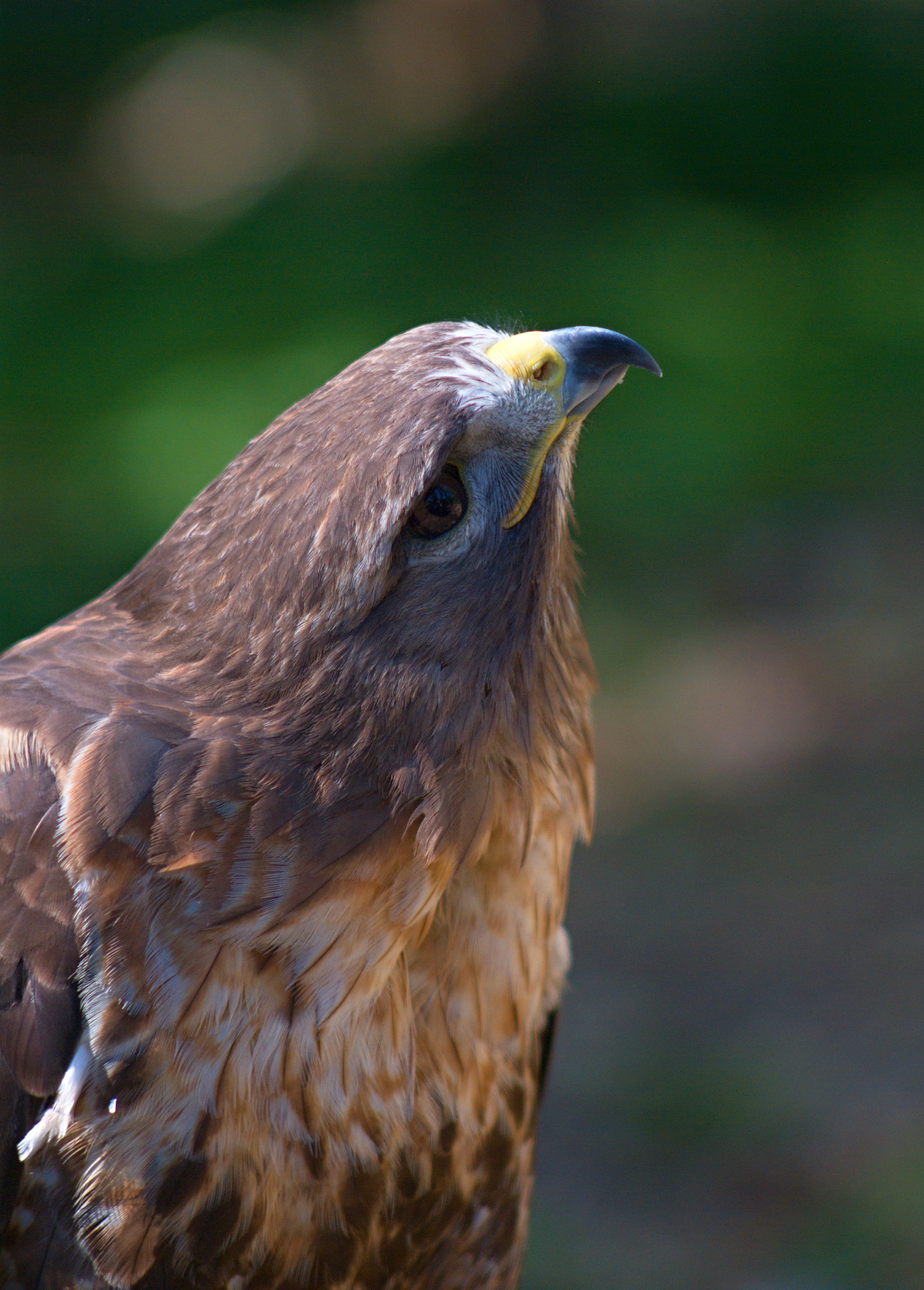 outdoors, day, brown, vertebrate, shallow, 2K, focus, beak, nature, animal wildlife, eagle, falcon, animal themes, animal head, feathers, side view, buzzard, Phone HD Wallpaper