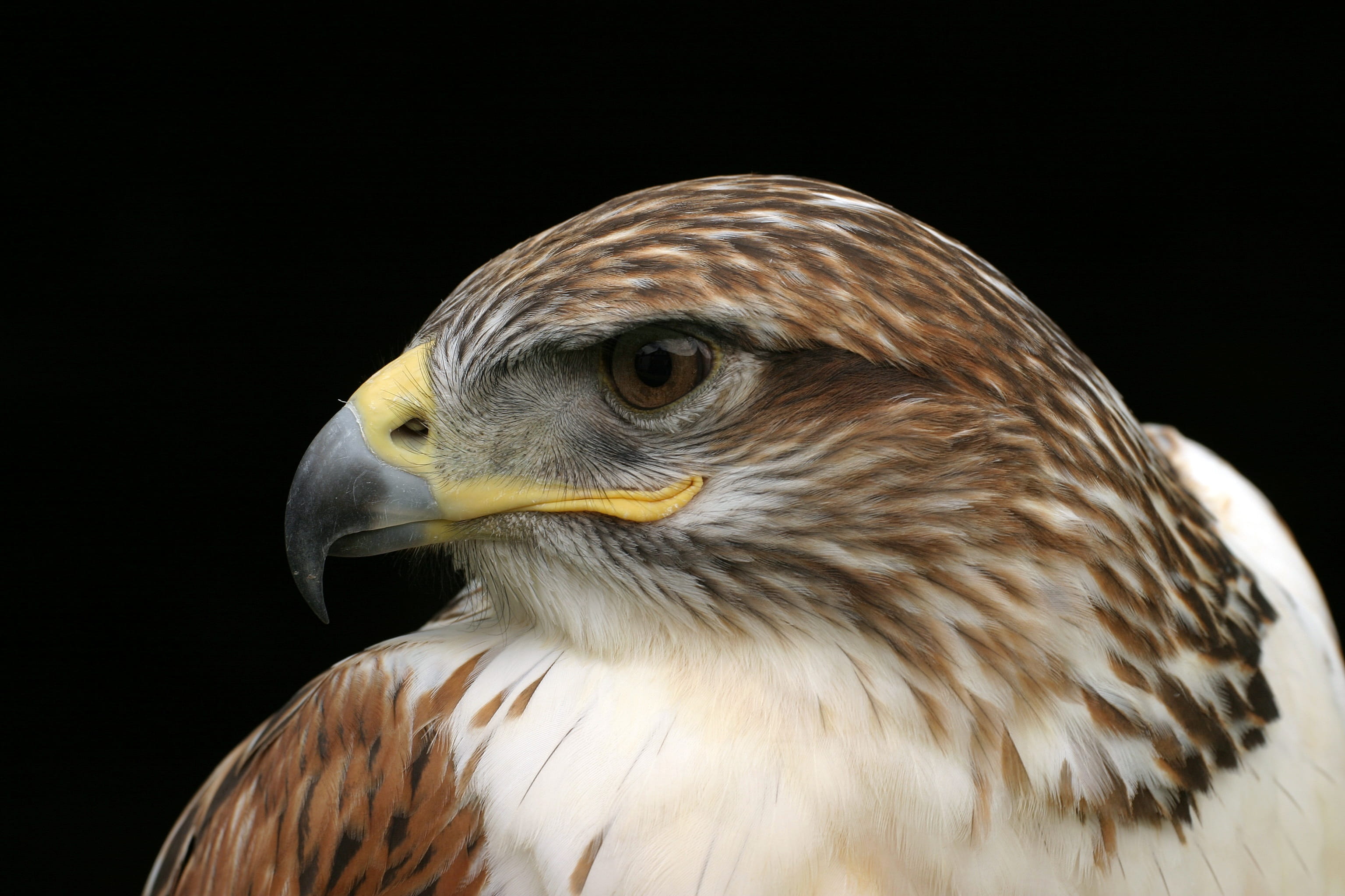 animal, feather, raptor, one animal, close-up, animal wildlife, eagle, wildlife, bald eagle, carnivore, uSA, animal Eye, animal themes, no people, bird of Prey, HD Wallpaper