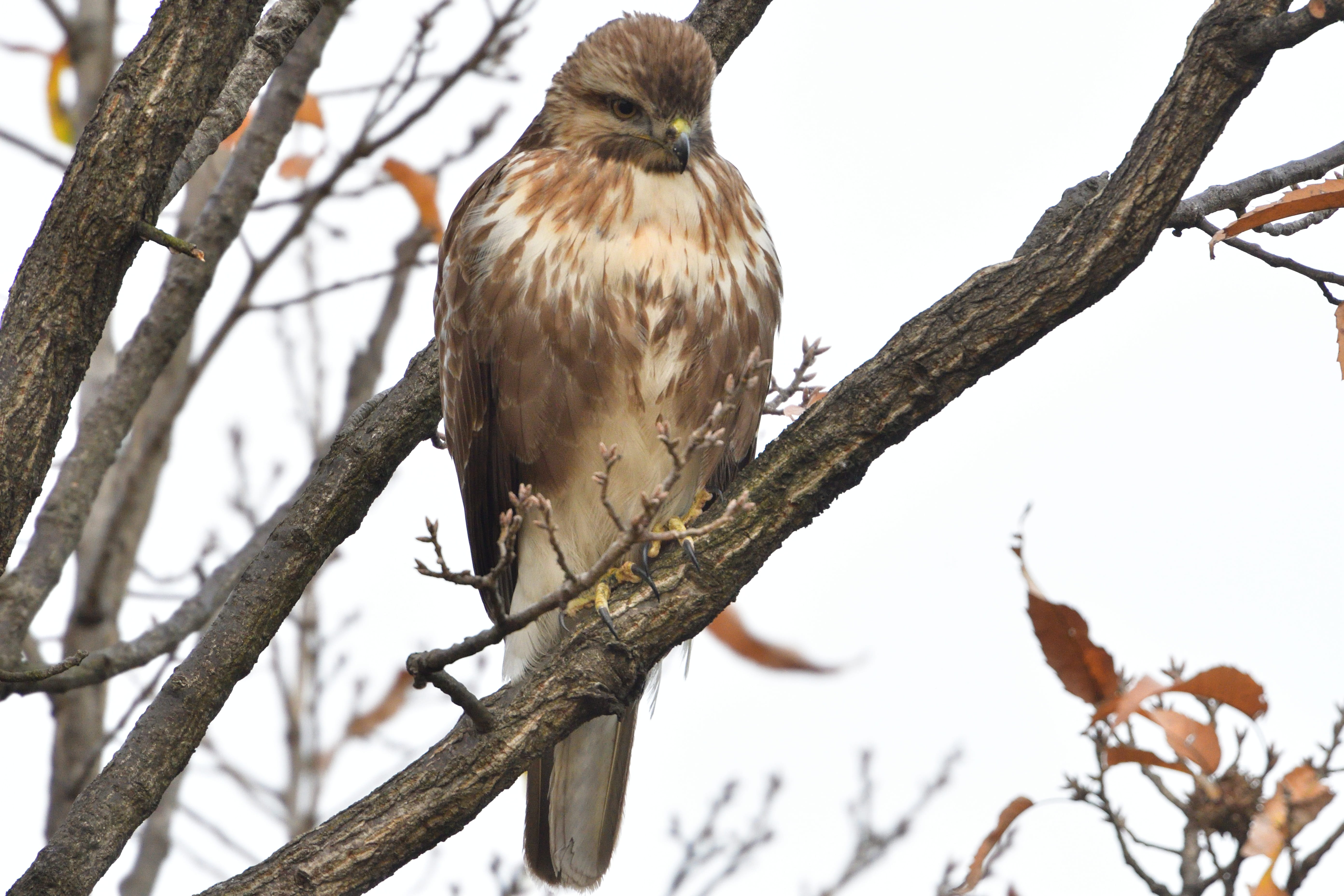 animals in the wild, day, eagle, wood, one animal, natural, focus on foreground, perching, bird, sky, raptor, wild animals, no people, outdoors, branch, HD Wallpaper