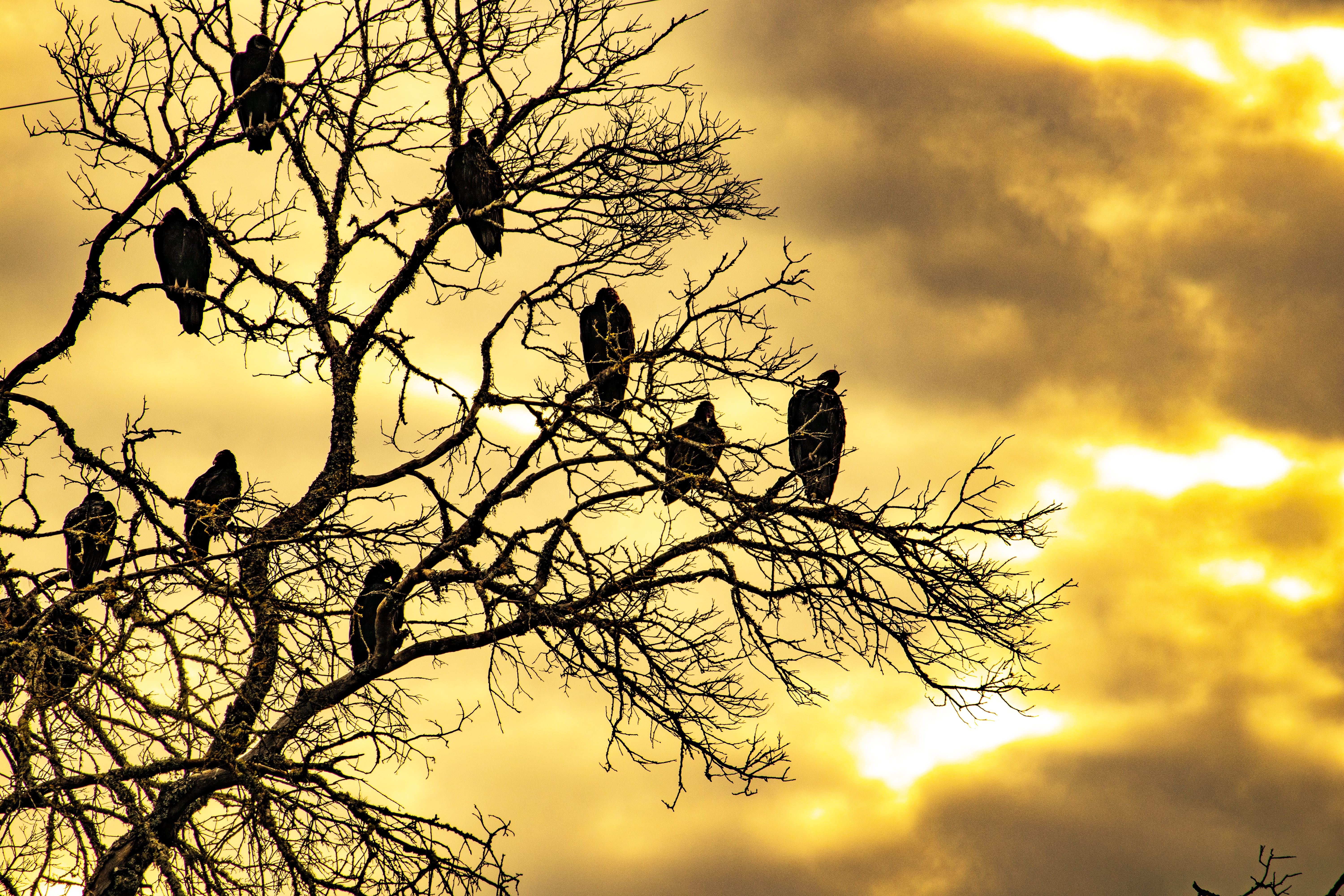bare tree, texas hill country, animals in the wild, group of animals, cloud - sky, nature, vertebrate, perching, sunrise, flock, birds, plant, animal family, HD Wallpaper