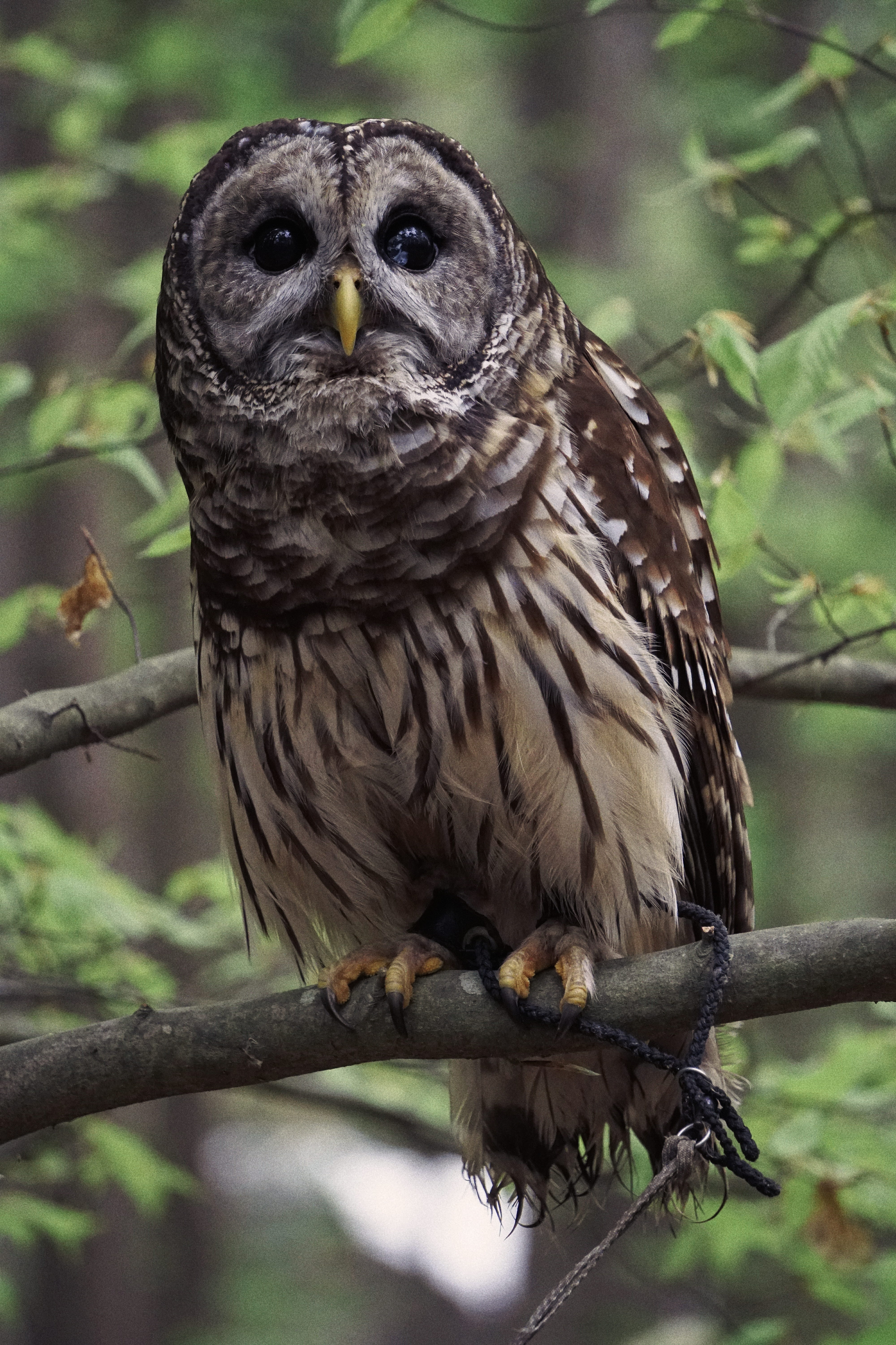 bird of prey, animals in the wild, no people, bird, day, buzzard, eagle, accipiter, box turtle, animal wildlife, tree, animal themes, owl, 5K, one animal, Phone HD Wallpaper