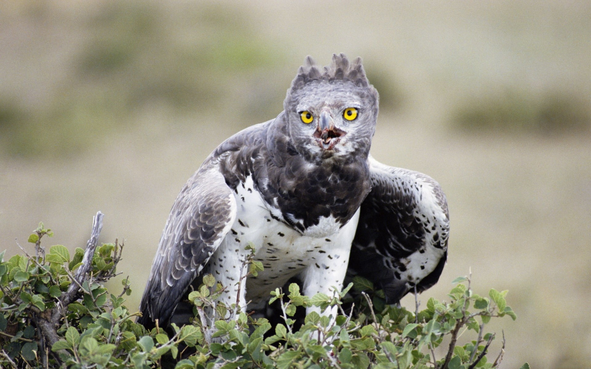 eagle - Bird, hawk - Bird, white, no people, bird of Prey, owl, beauty In Nature, nature, animals In The Wild, animals Hunting, field, day, falcon - Bird, HD Wallpaper