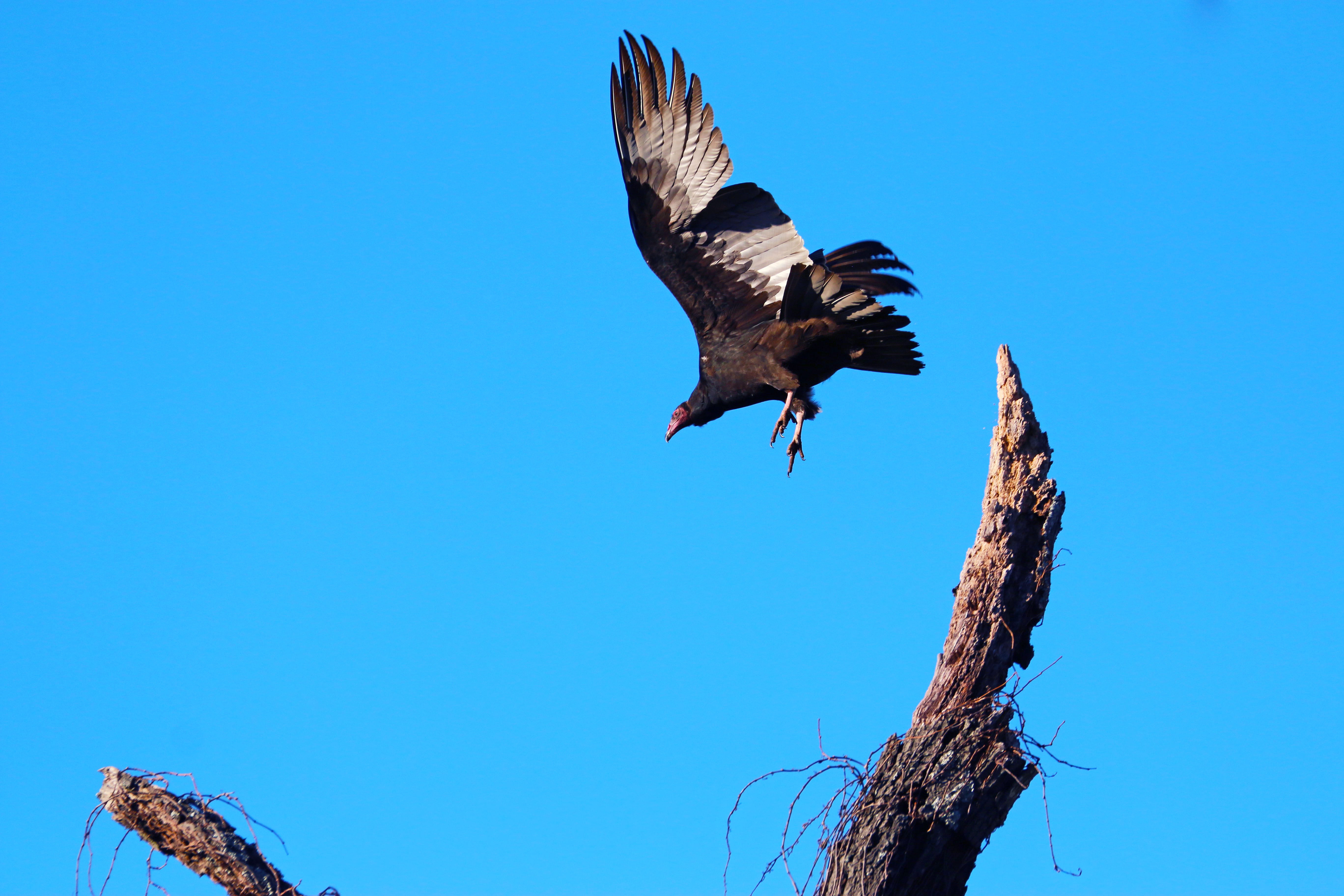 one animal, low angle view, turkey buzzard, tree, eagle, wildlife, clear sky, eagle - bird, animal, no people, bird, blue, buzzard, vertebrate, plant, animal themes, HD Wallpaper