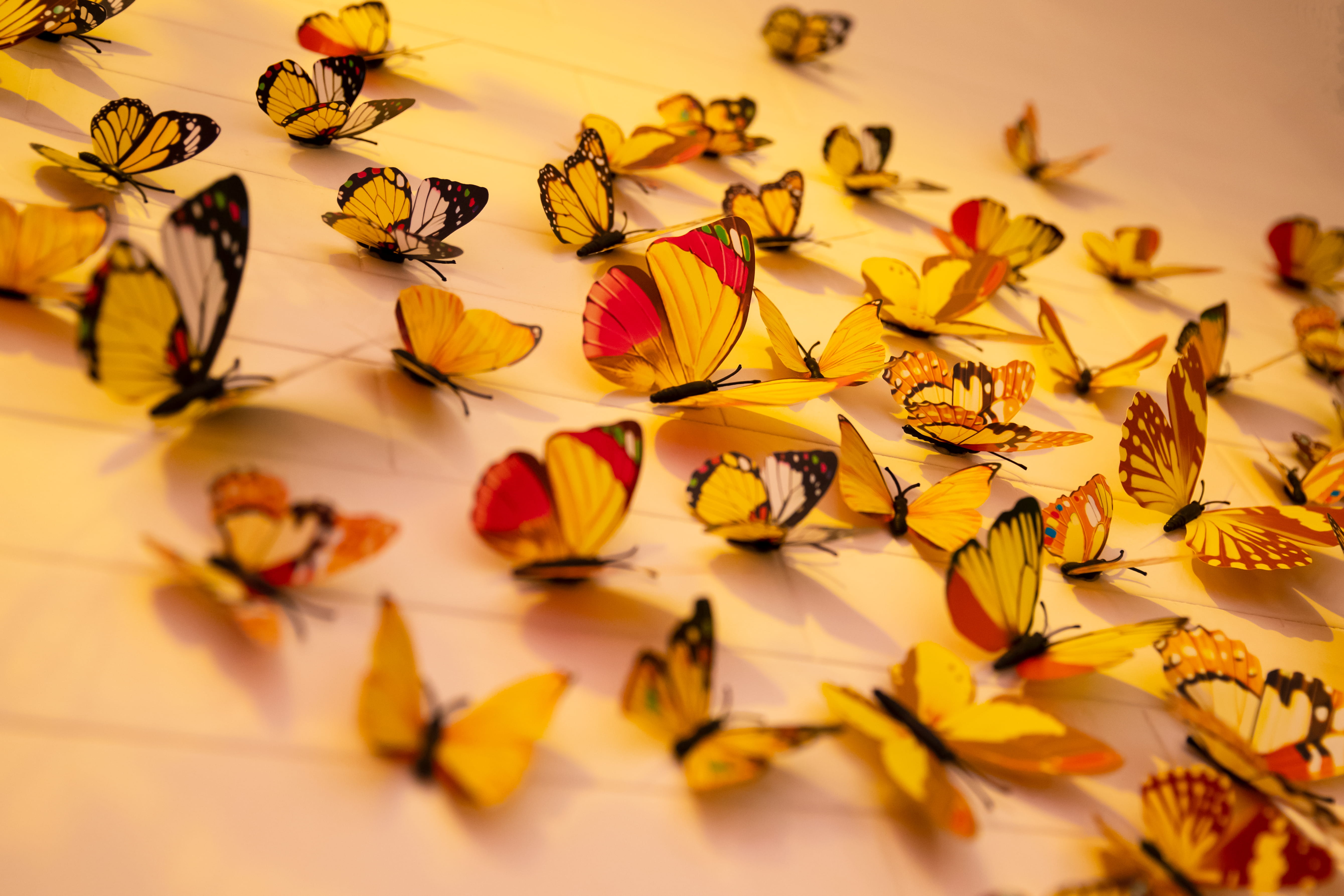 close, selective focus, still life, wall, art and craft, monarch, color, close-up, beauty in nature, moth, no people, animal, large group of objects, butterflies, HD Wallpaper