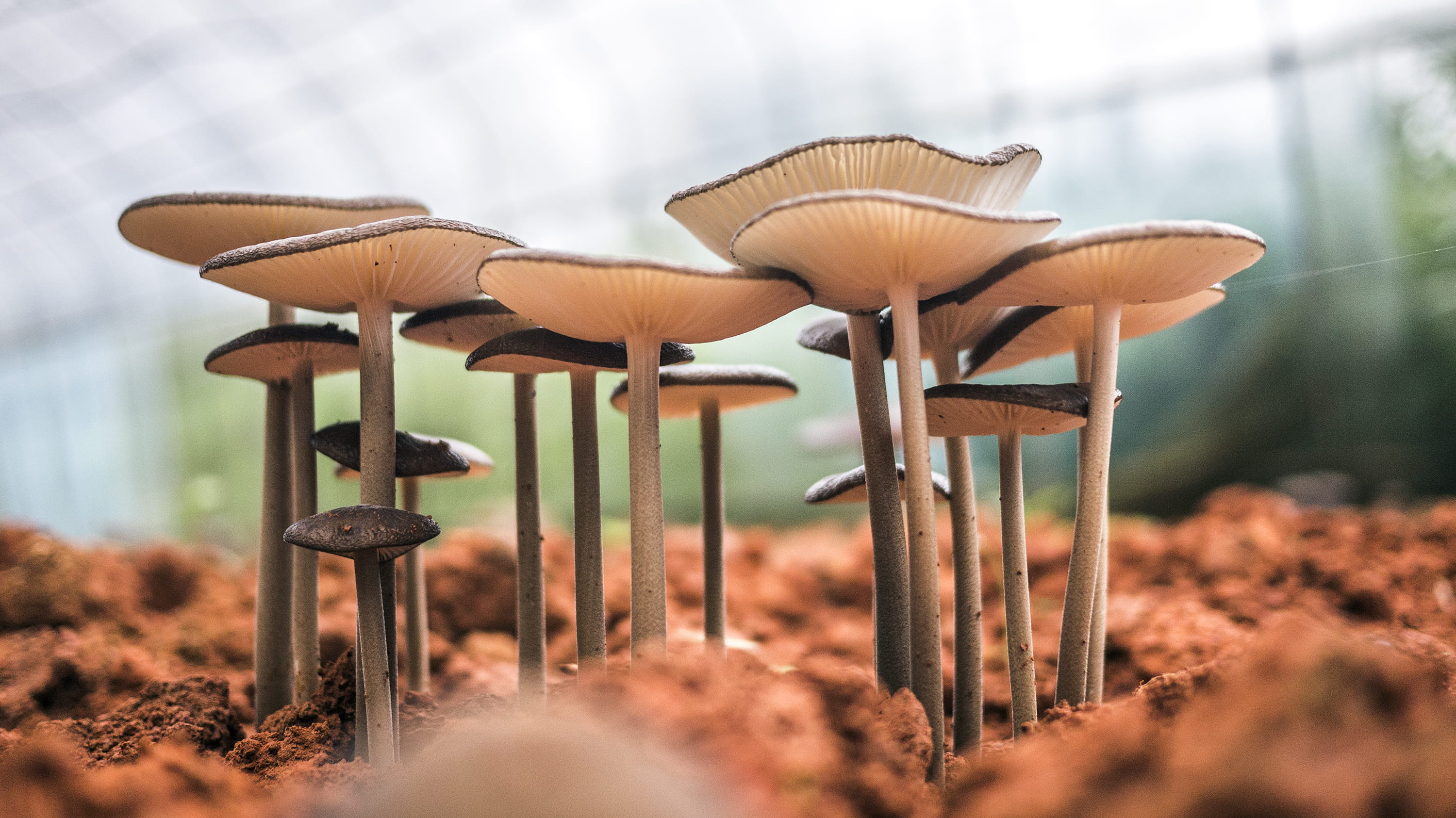field, chair, white, land, metal, selective focus, vegetable, food, plant, growth, insect, grass, photography, seat, cricket insect, close-up, amanita, HD Wallpaper