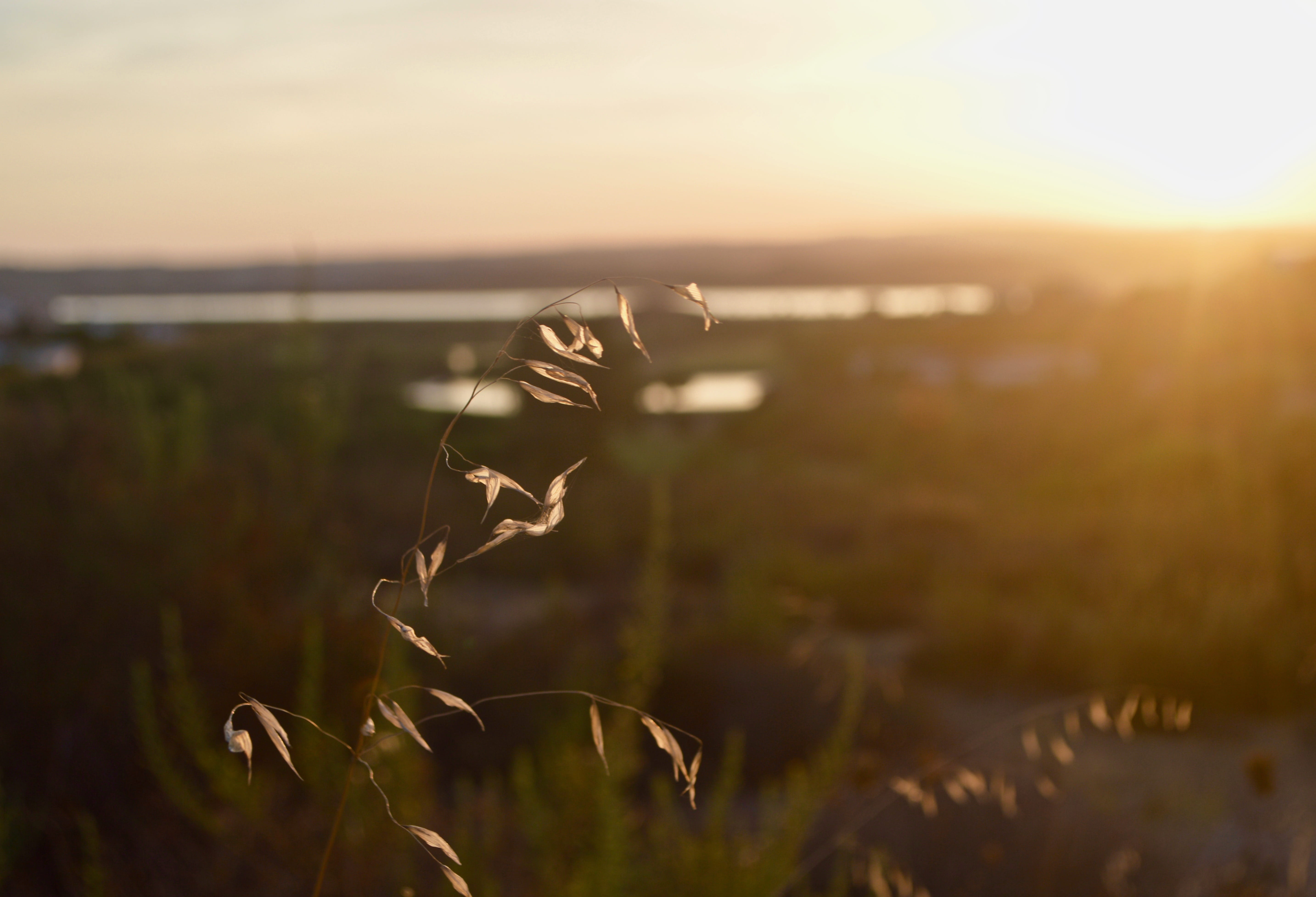 sky, plant, close-up, focus on foreground, food, lawn, grass, sun, sunrise, nature, vegetable, tranquility, 5K, grain, land, day, field, light, bird, no people, HD Wallpaper