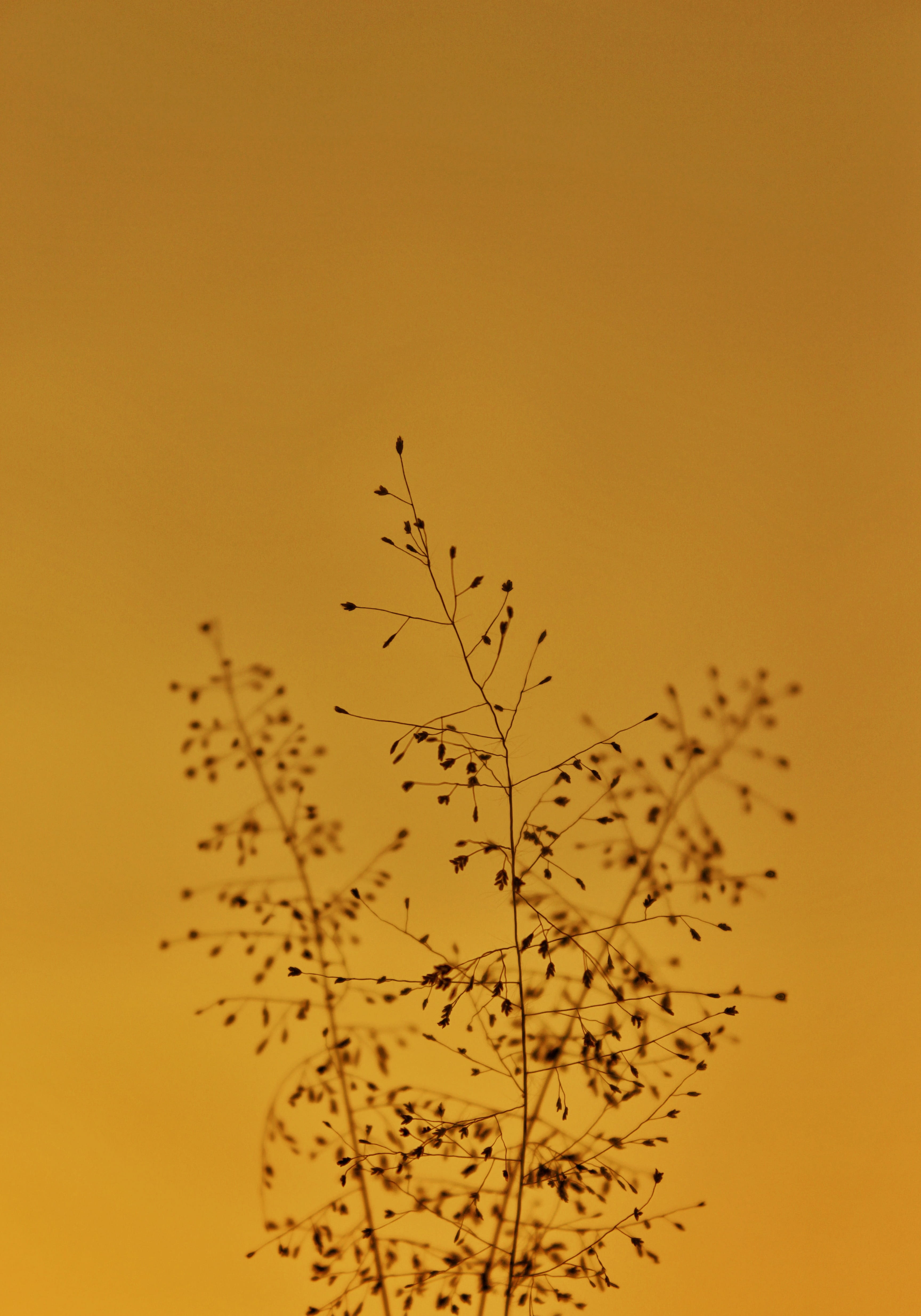 plant, studio shot, modern art, flock of birds, petaled, 4K, dandelion, flying, sunset, flock, low angle view, outdoors, architecture, beauty in nature, Phone HD Wallpaper