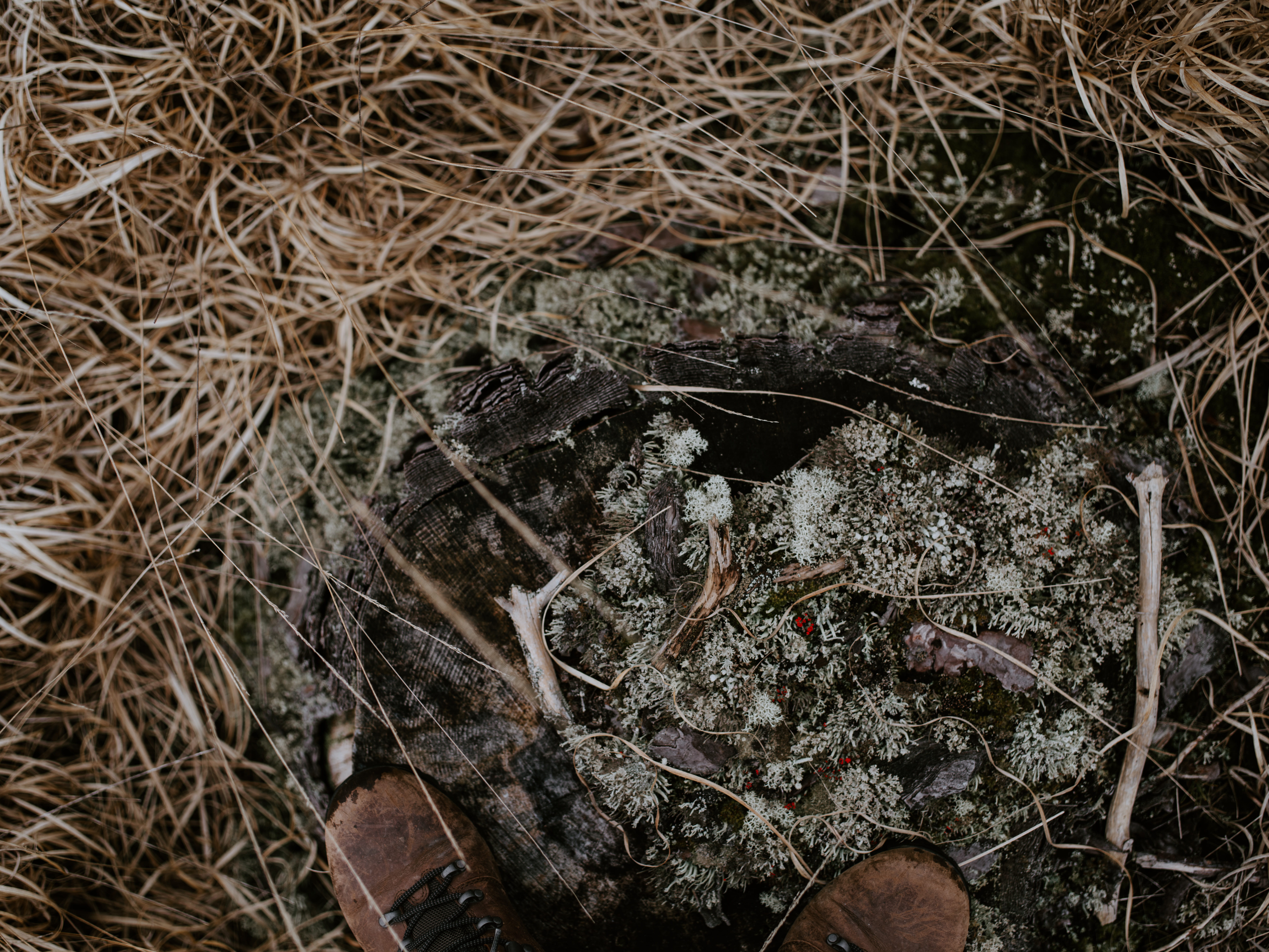 dry, nature, dirt, insect, brown, selective focus, stick - plant part, invertebrate, close, land, twig, spider, fungus, growth, 8K, leaves, mushroom, money, HD Wallpaper