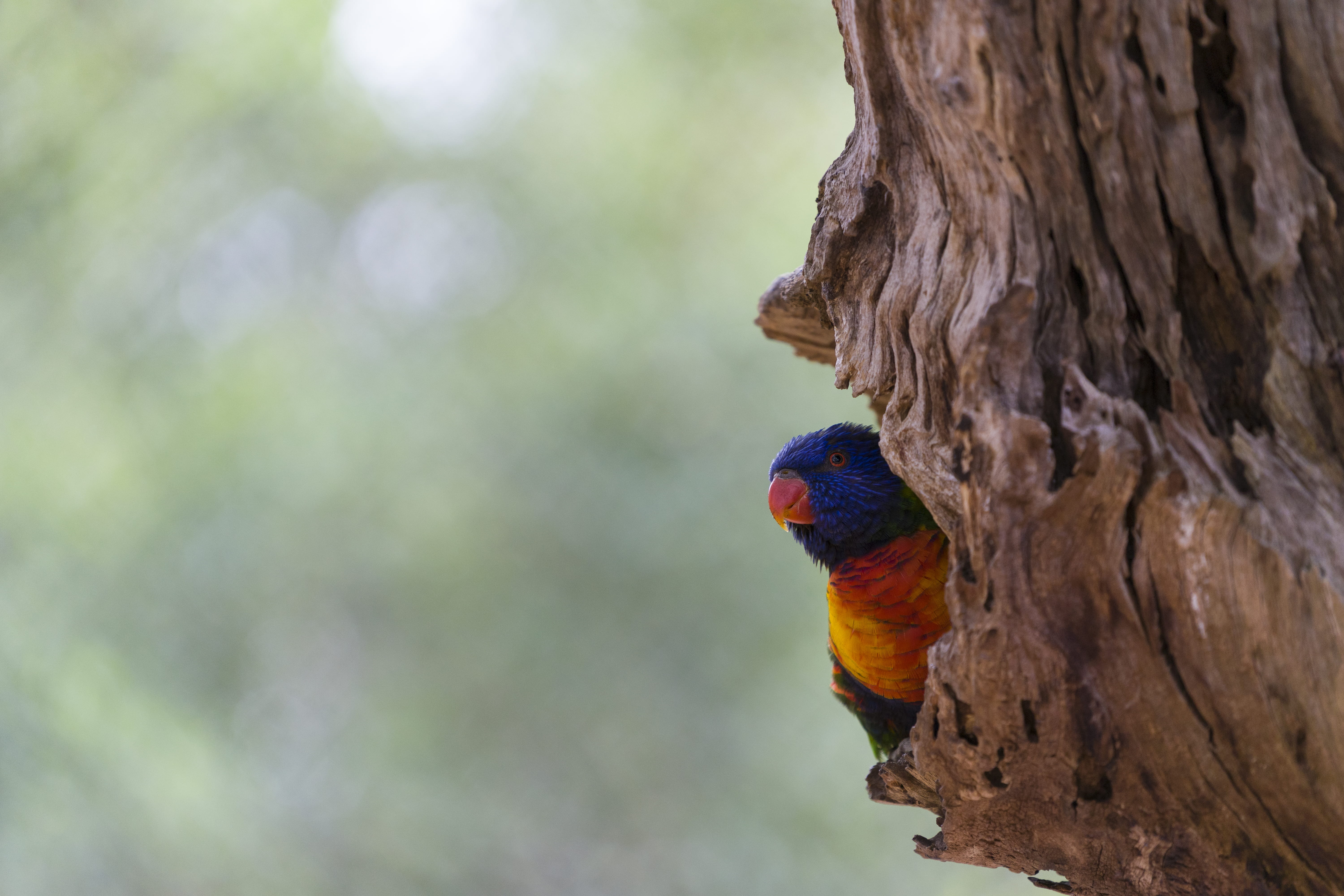 jaguar, bird nest, beak, tree trunk, bird in tree, bird, multi colored, rainbow lorikeet, one animal, daytime, woodpecker, close-up, tree stump, 5K, animal wildlife, HD Wallpaper