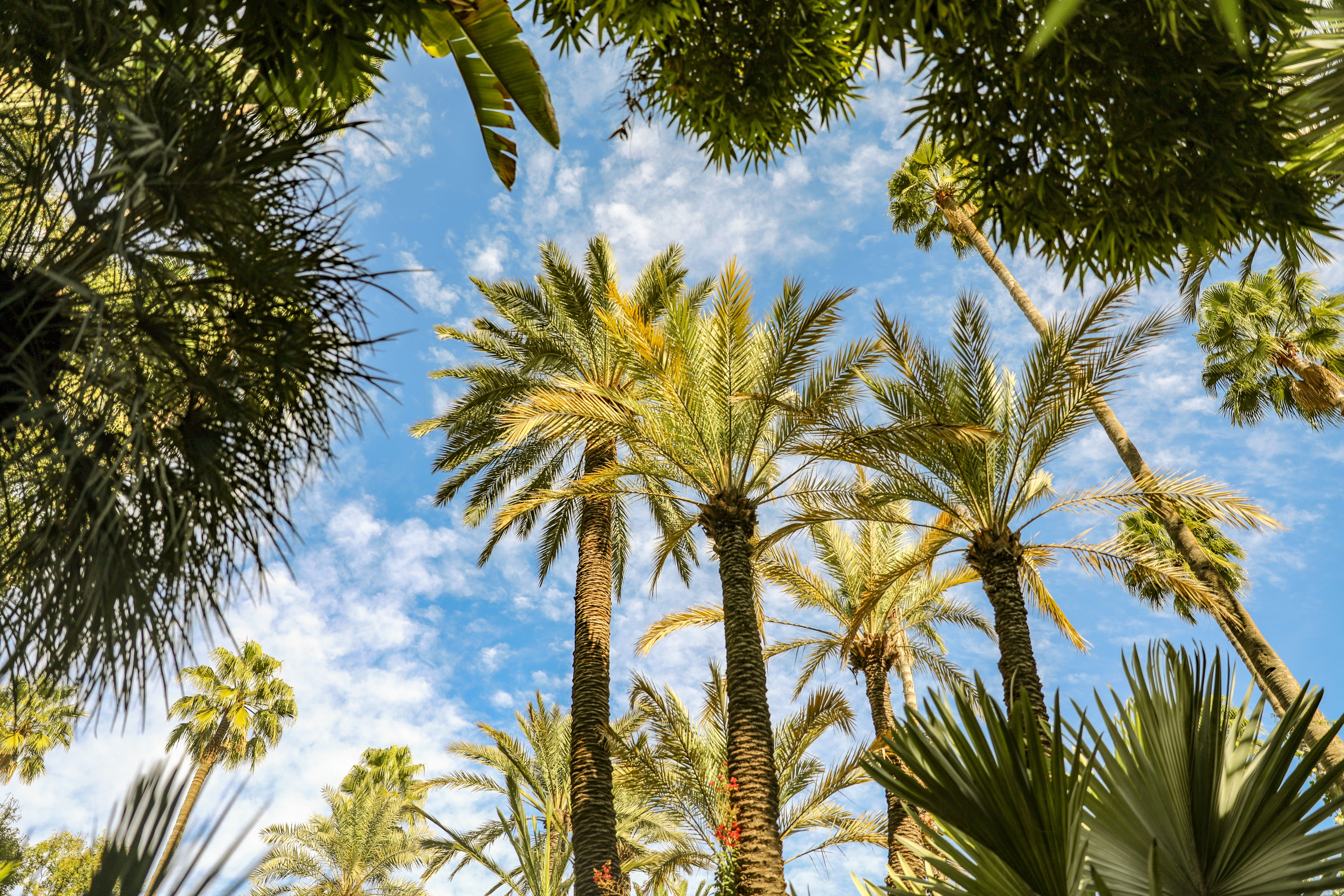 bird, 5K, trunk, plant, growth, summer, flare, tropical, low angle view, palm trees, garden, tree trunk, cloud - sky, tranquility, sky, green color, day, HD Wallpaper