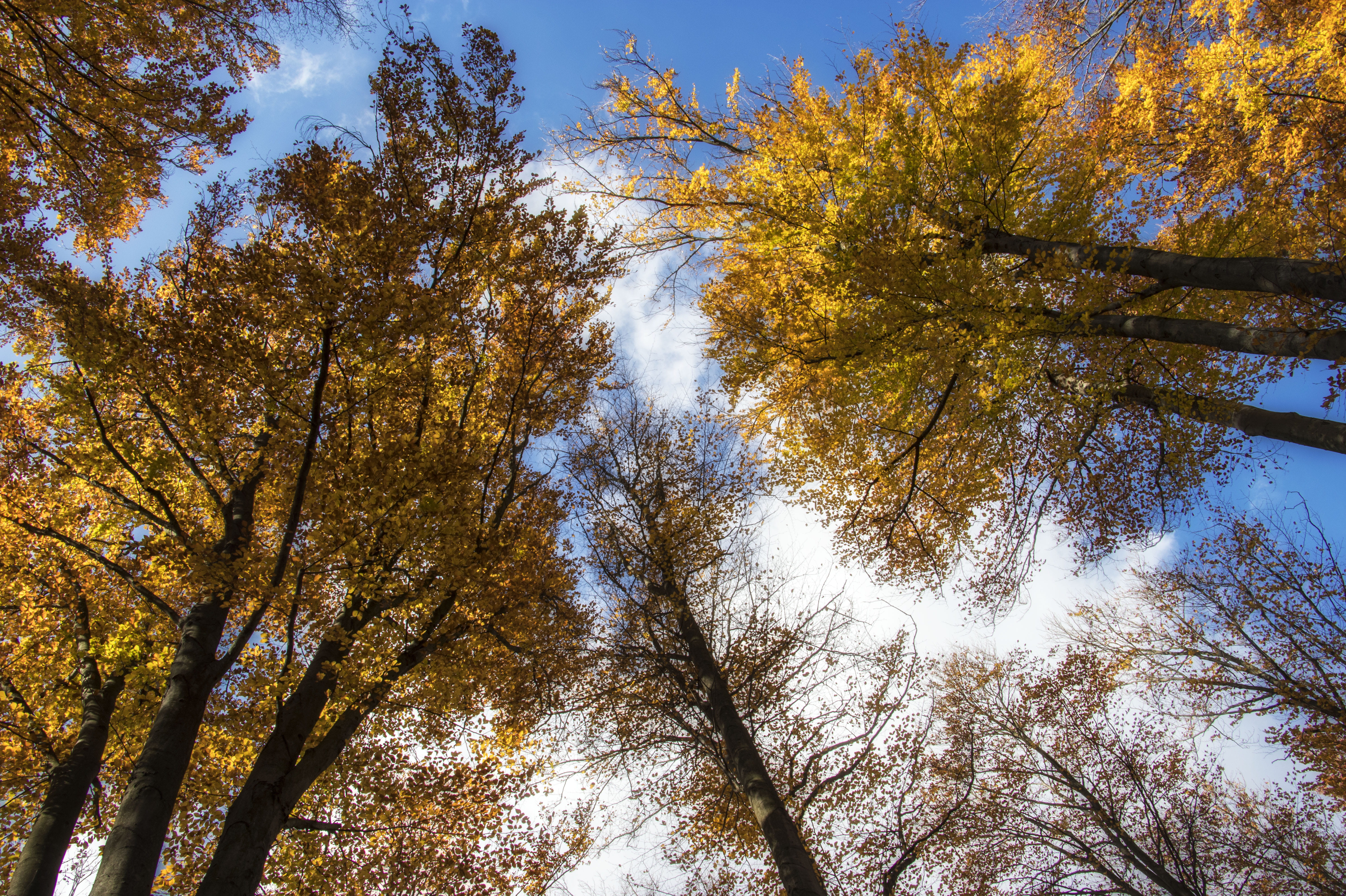change, larch, trunk, fák, sunlight, fire, tranquility, low angle view, plant, abies, redwood, trees, sky, természet, tree trunk, sárga, ősz, beauty in nature, HD Wallpaper