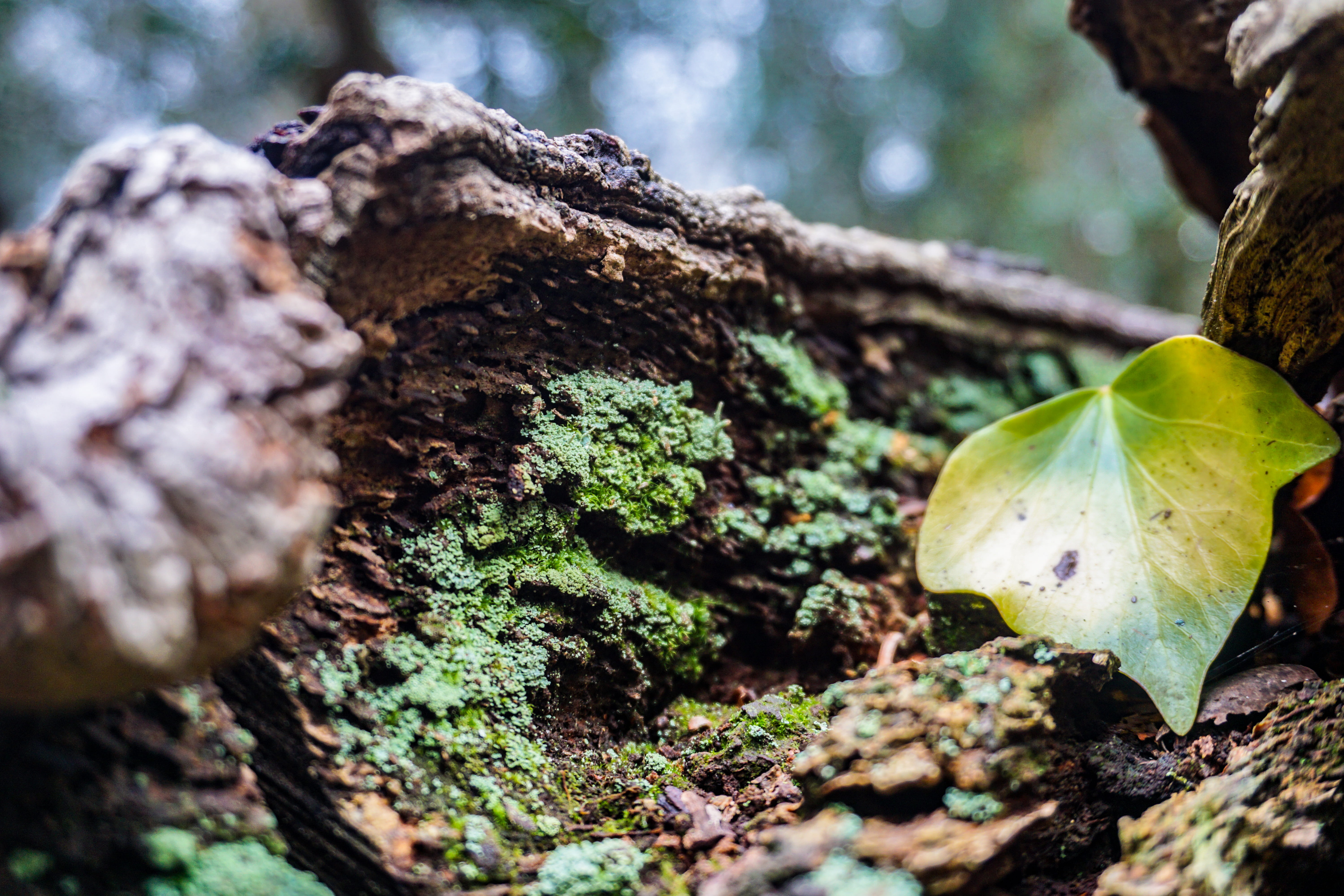 brown, closeup, leaves, tree stump, 5K, earth, united kingdom, day, mushroom, macro, food, plant part, agaric, world, tree, fungus, trunk, new forest, HD Wallpaper