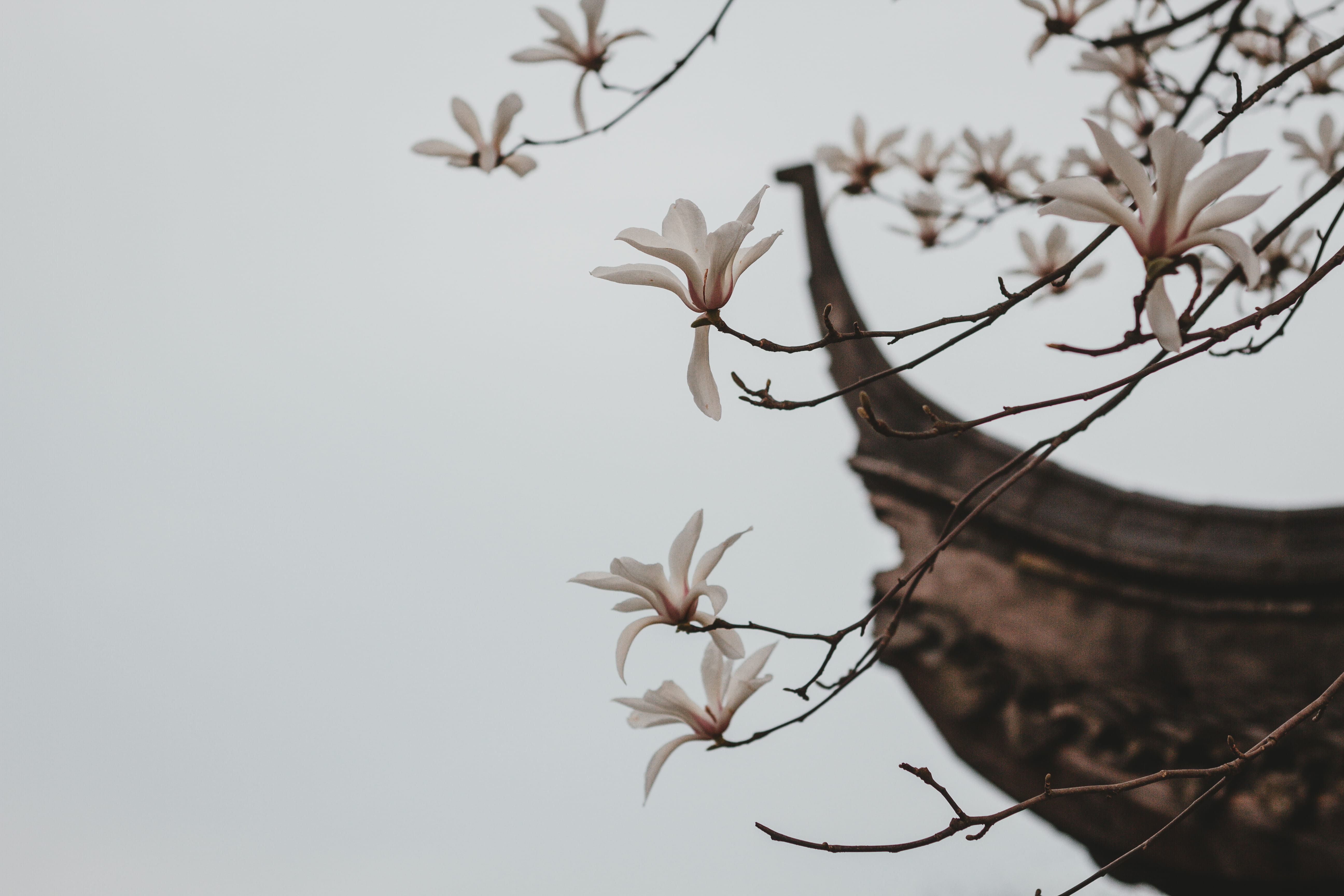 cherry blossom, freshness, flying, outdoors, woodpecker, growth, day, light, leaf, tree, bird, vulnerability, bee eater, petaled, close, sky, fragility, HD Wallpaper