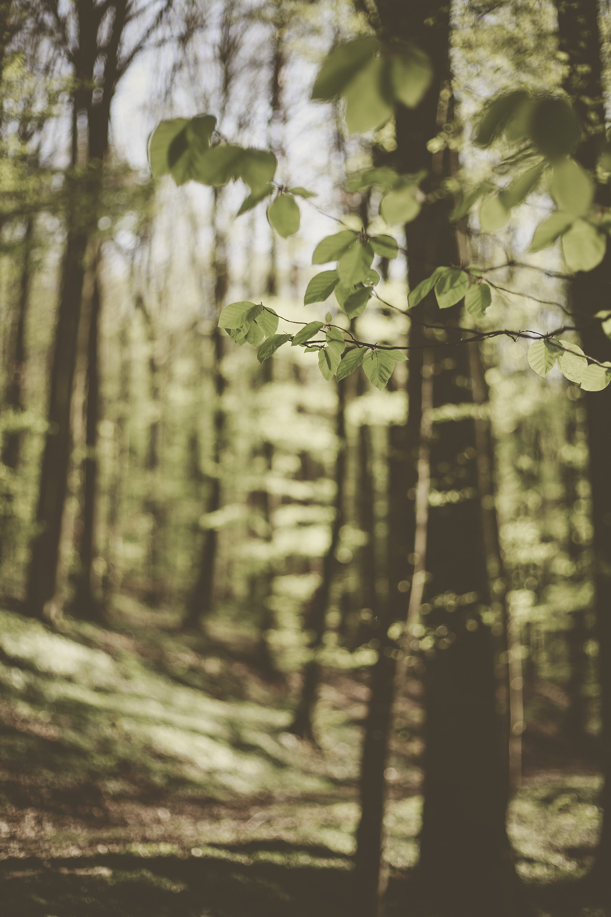 clothing, trees, vegetation, vulnerability, para rubber tree, day, land, outdoors, tree, undershirt, green color, plant, selective focus, grove, tranquility, Phone HD Wallpaper