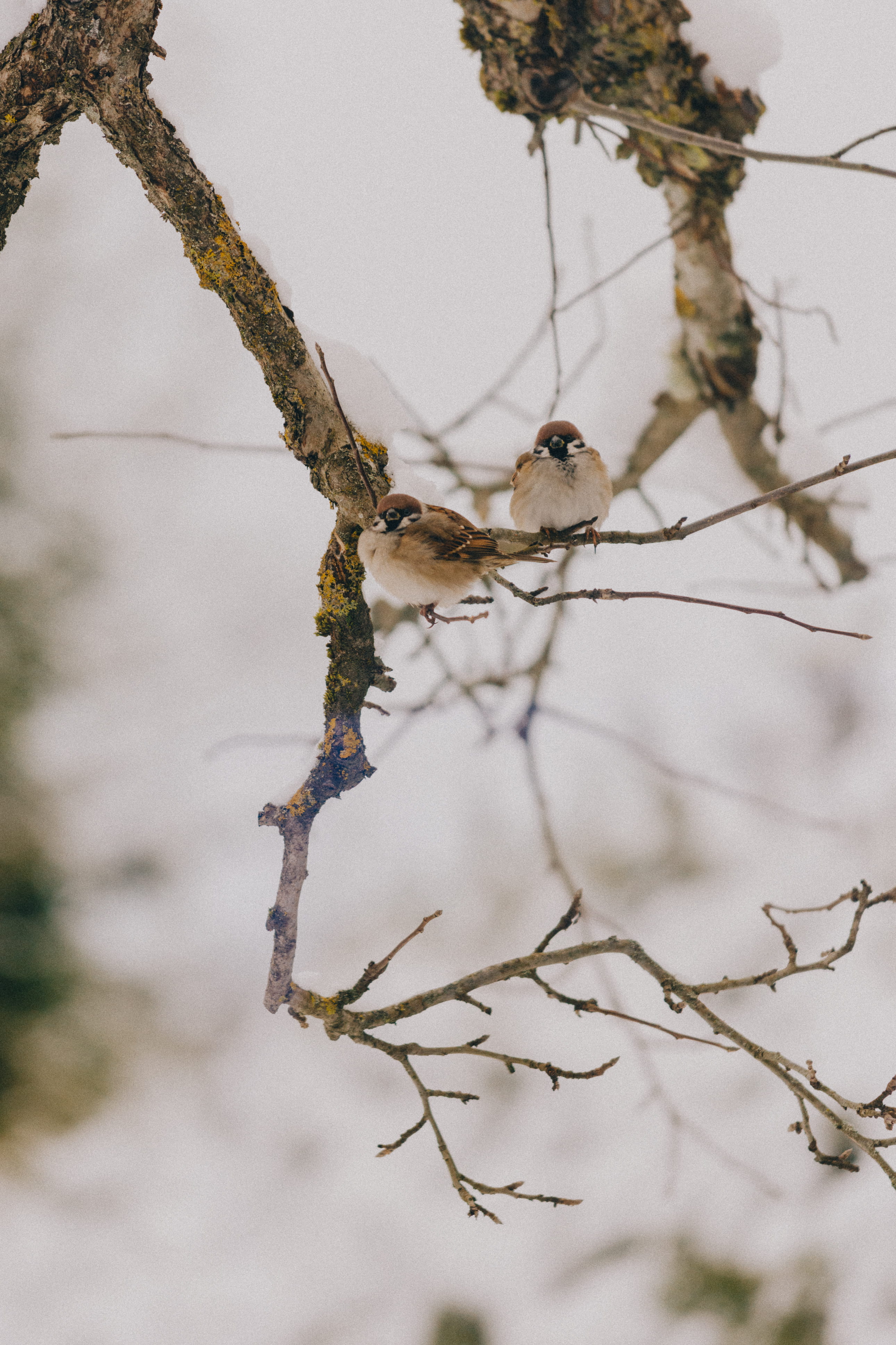 rodent, perched, focus on foreground, perching, bird, two, one animal, wren, blue jay, no people, low angle view, selective focus, animals in the wild, Phone HD Wallpaper