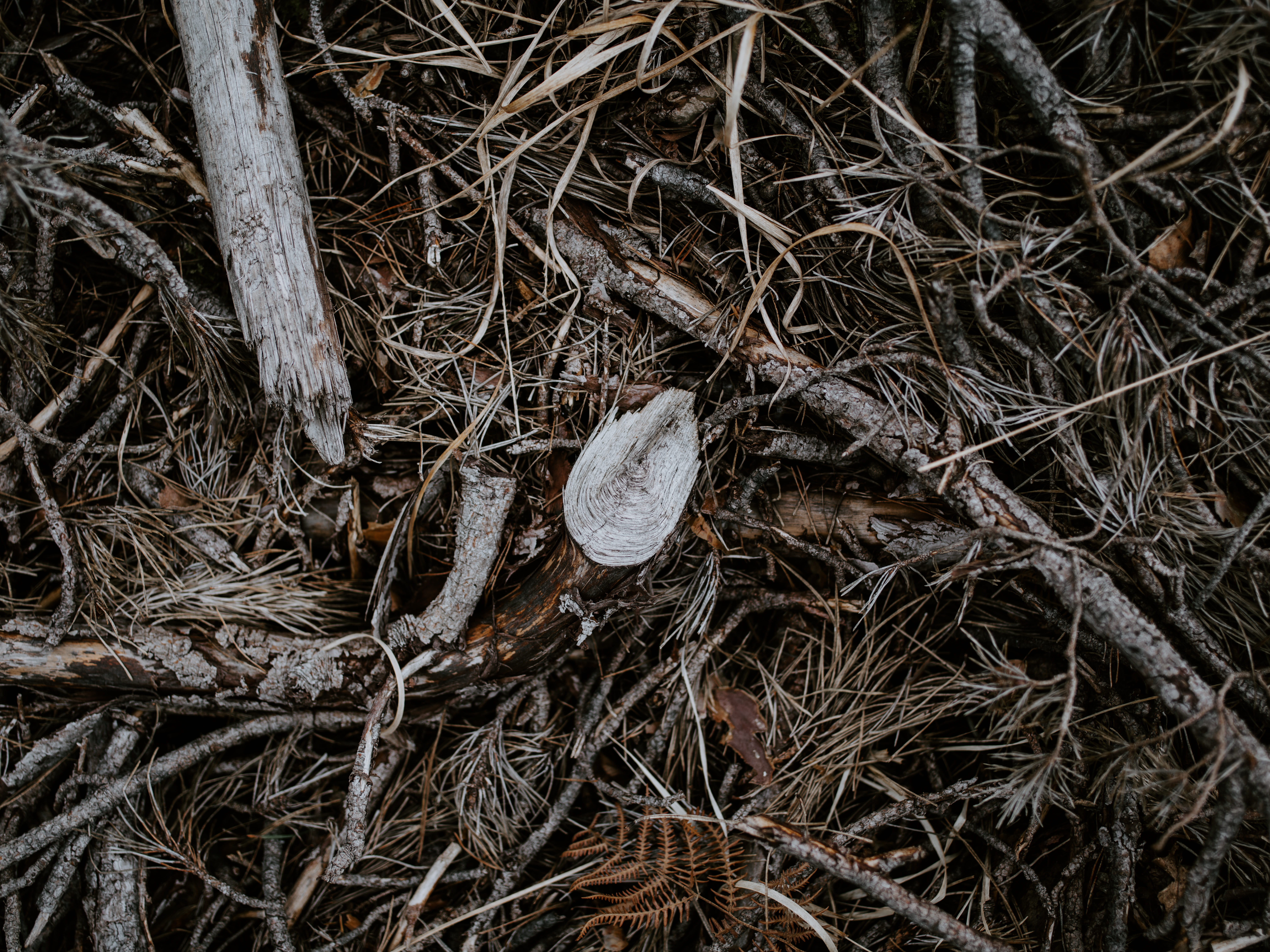 no people, backgrounds, dry, tranquility, twig, lot, animal nest, outdoors, high angle view, mammal, plant part, waterfowl, stick - plant part, anthus, HD Wallpaper