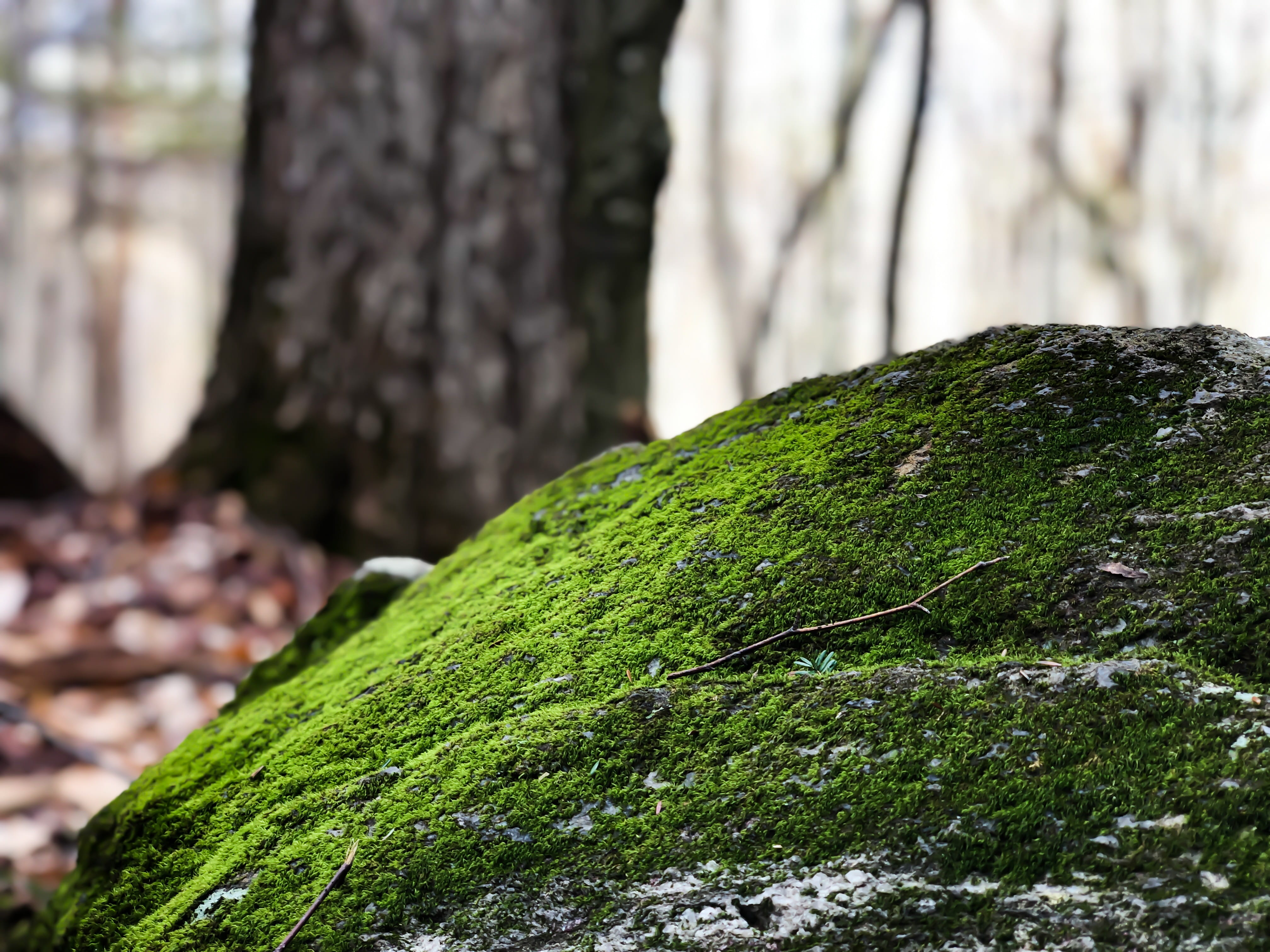 trunk, agaric, vegetable, invertebrate, tree, outdoors, fungus, focus on foreground, green color, bark, day, moss, plant, lichen, covering, food, root, HD Wallpaper
