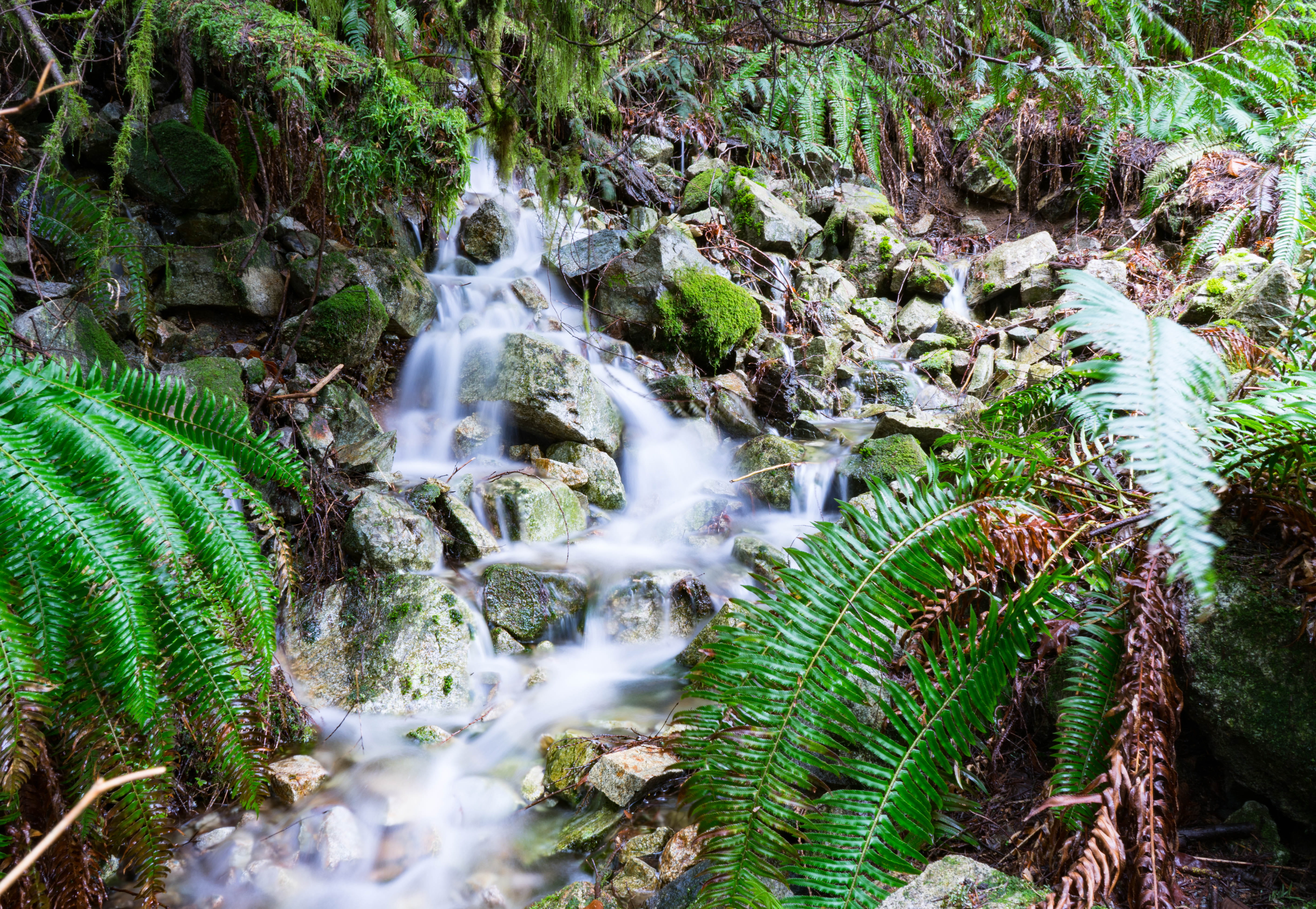 outdoors, bird, motion, plant, nature, rock, agaric, land, fungus, river, fern, creek, jungle, forest, no people, animal, flowing water, green color, moss, HD Wallpaper