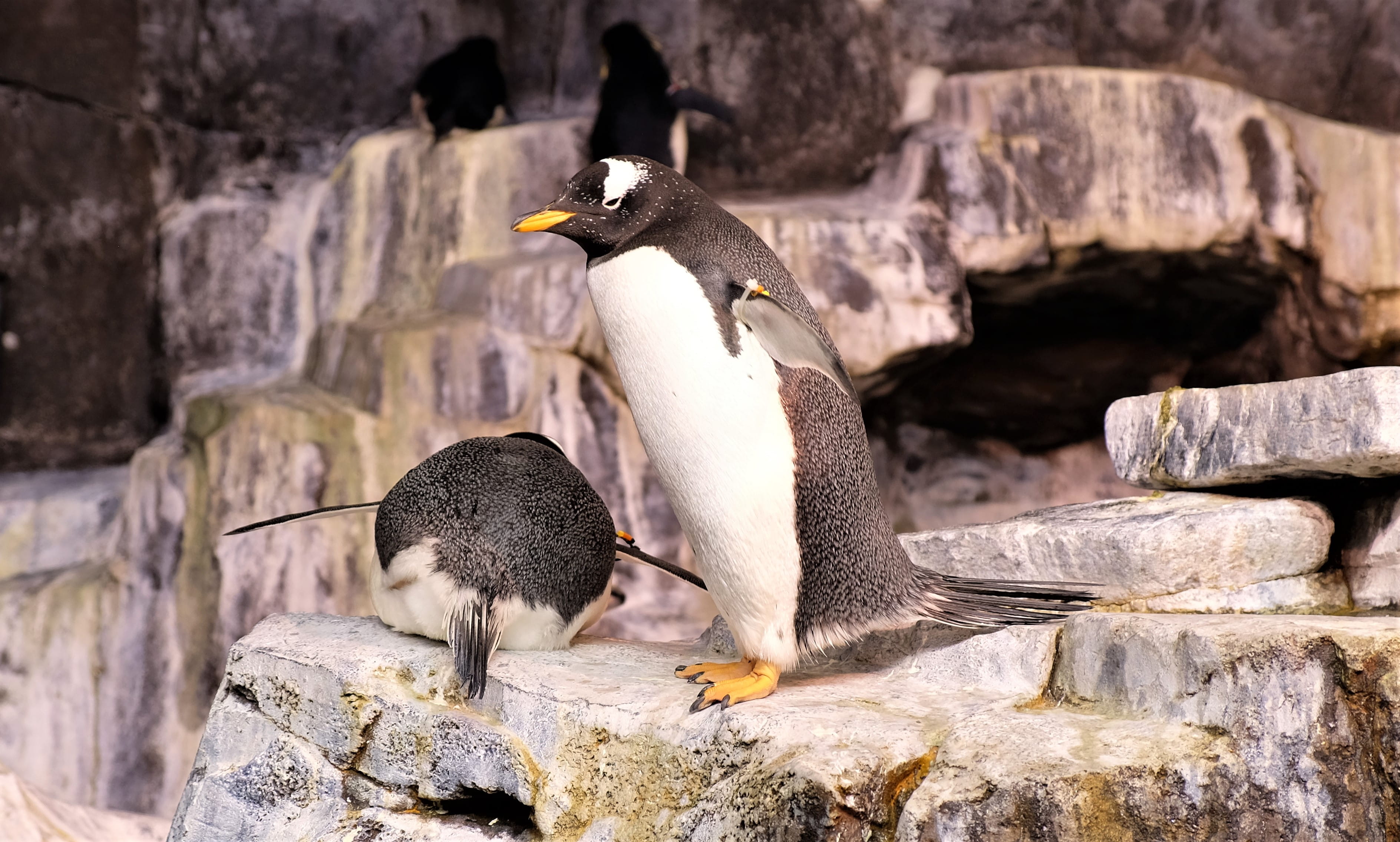 focus on foreground, plant, grouse, woodpecker, animal themes, eating, food, rock, day, three animals, tree, puffin, magpie, animals in the wild, waterfowl, HD Wallpaper