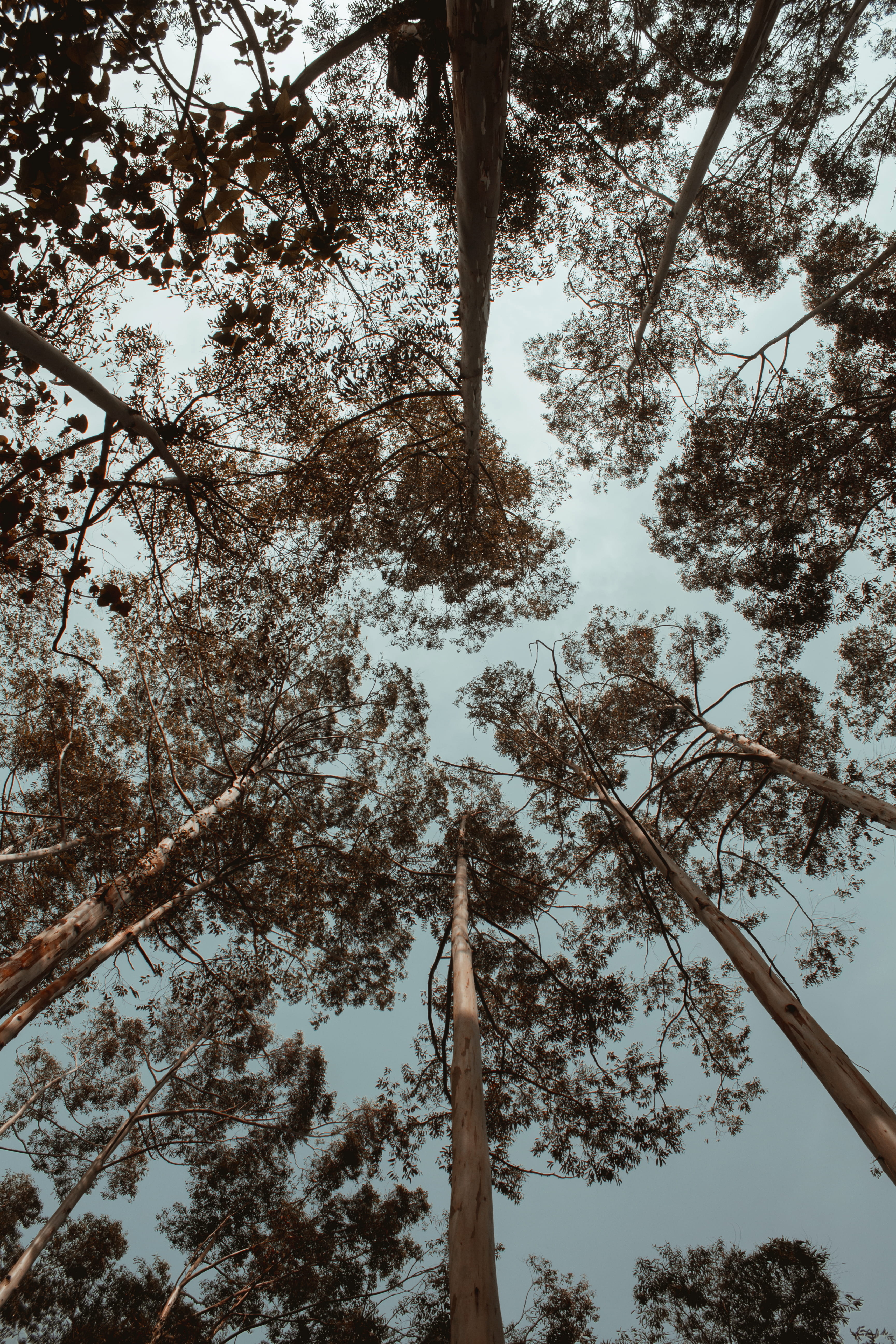 no people, beauty in nature, undershirt, apparel, tranquil scene, handrail, redwood, trees, larch, arrow, tall - high, tree canopy, directly below, trunk, Phone HD Wallpaper