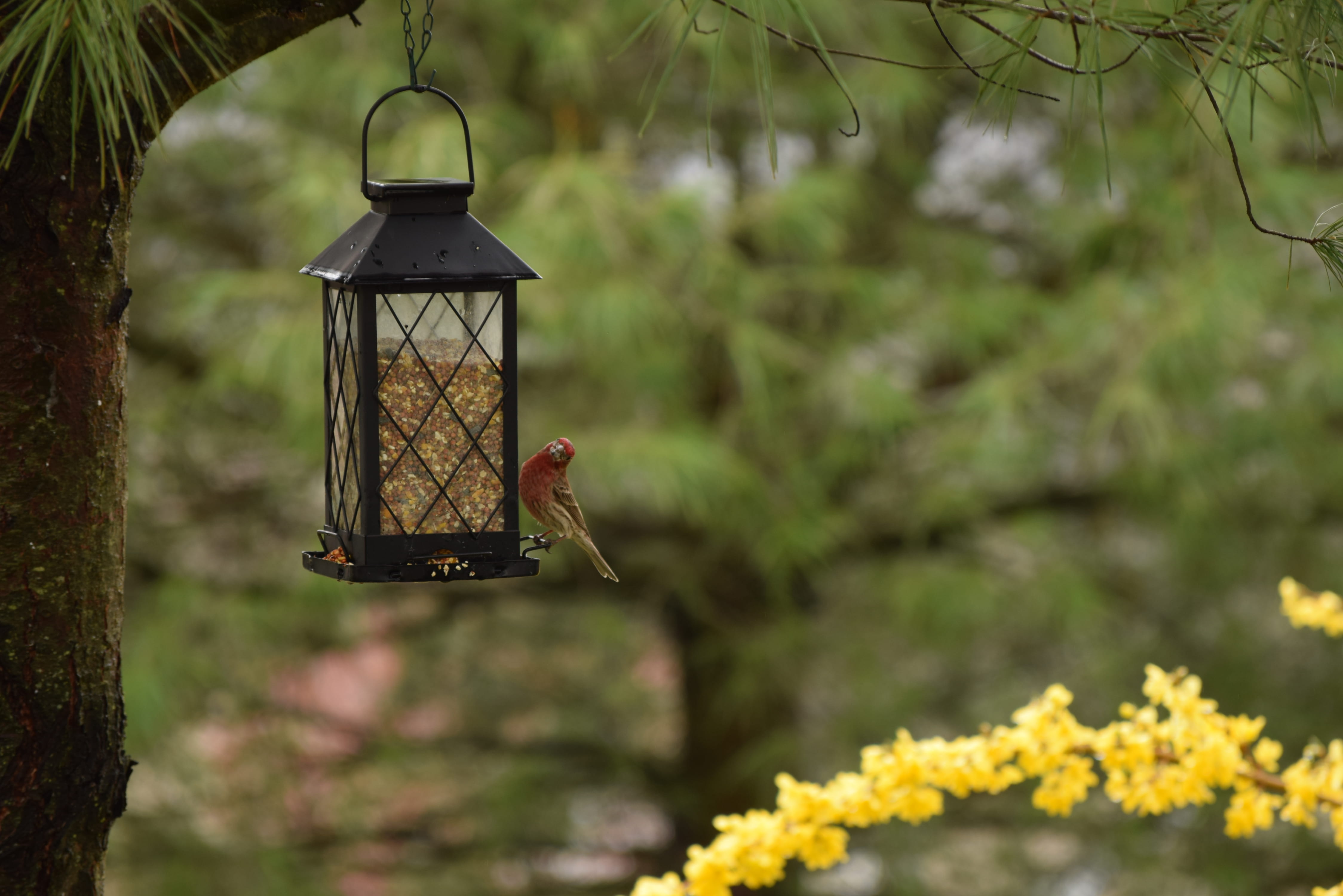 yellow, one animal, electric lamp, flicker bird, black, tree, bird feeder, bokeh, steel, vertebrate, hanging, focus on foreground, lighting equipment, animal wildlife, HD Wallpaper