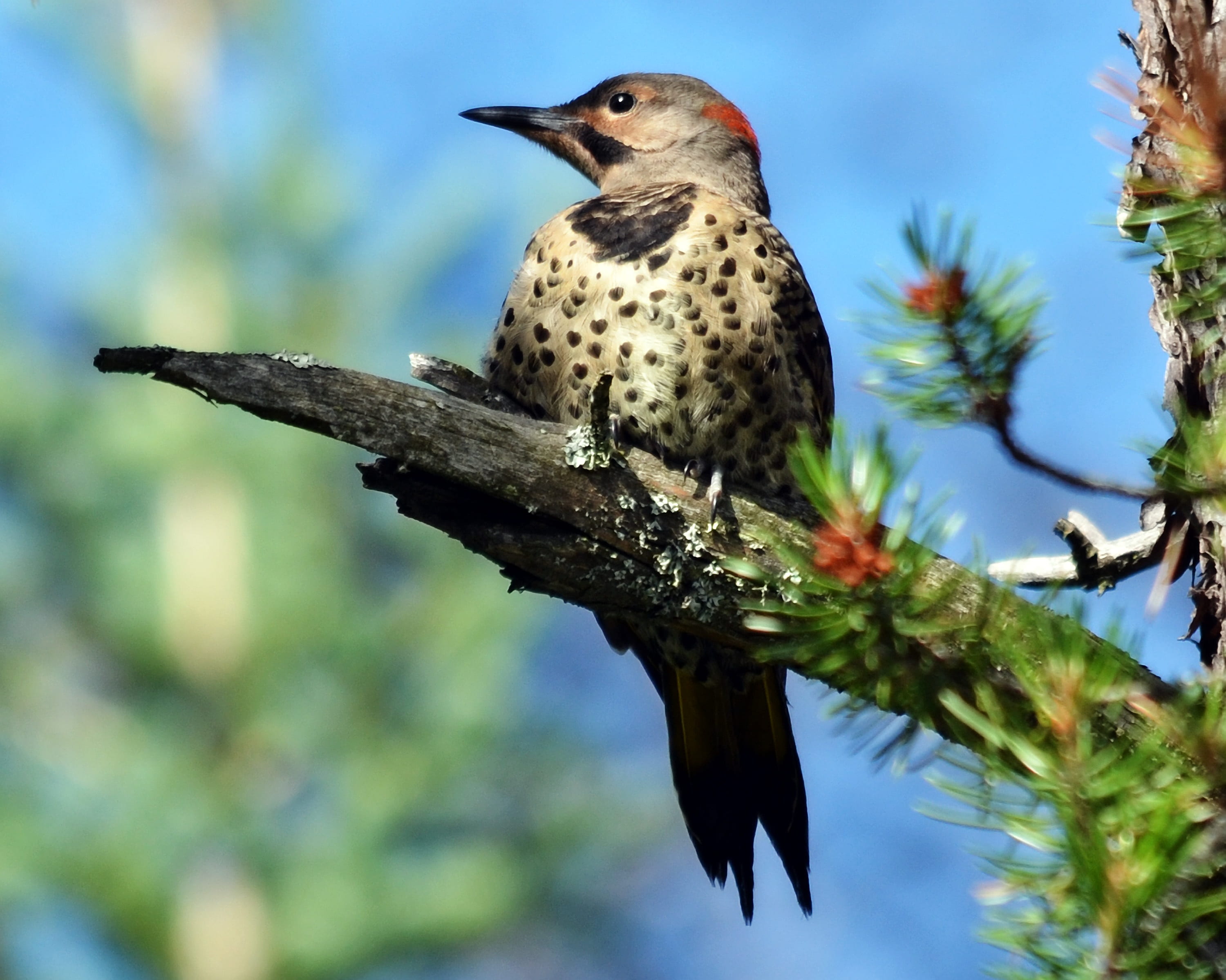 focus on foreground, birding, limb, day, sky, northern, black, perching, animal wildlife, bird, wild, outdoors, tree, vertebrate, flicker, branch, plant, HD Wallpaper