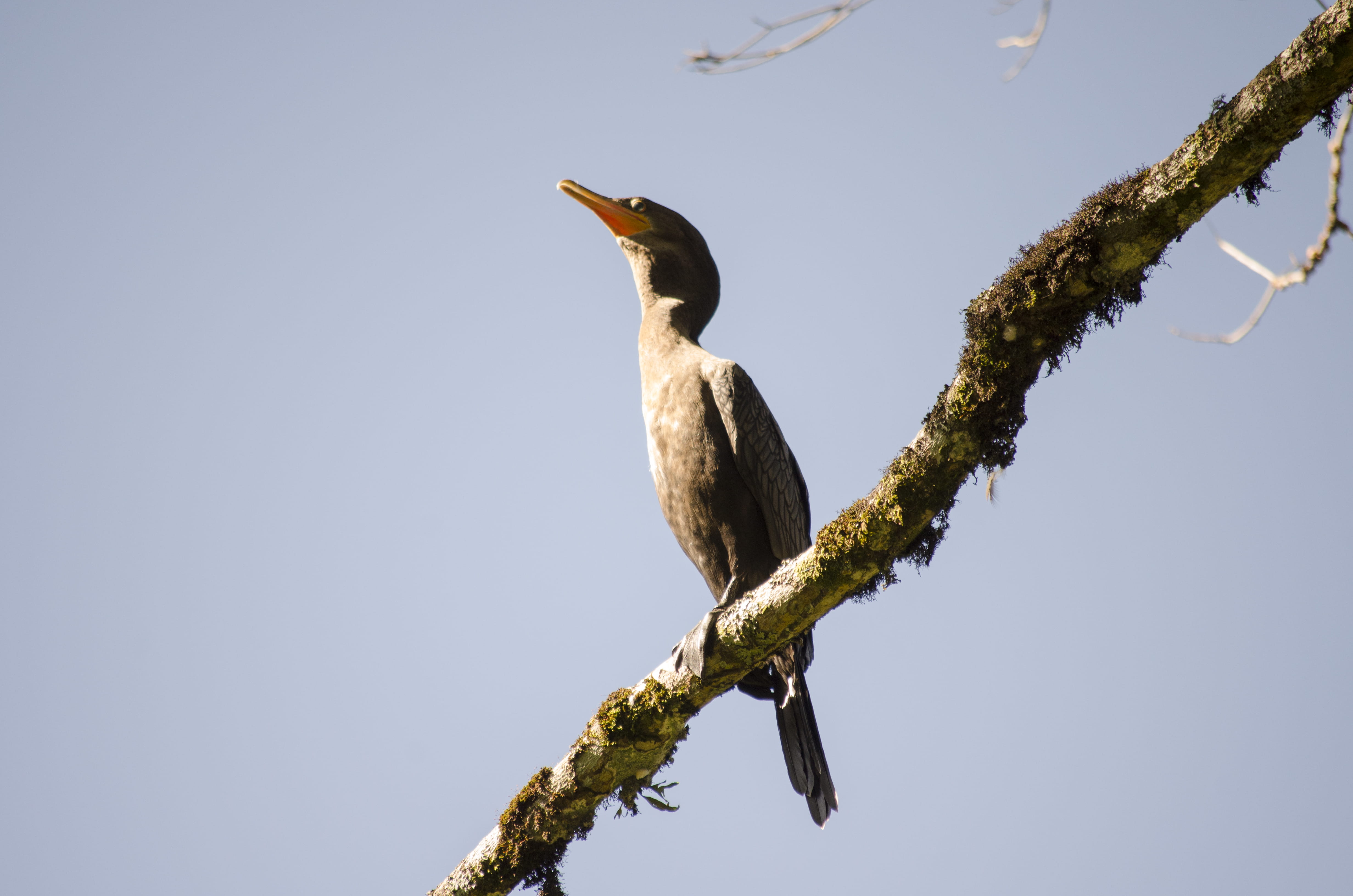 plant, light, woodpecker, heron, flicker bird, outdoors, 4K, tree, animal themes, stork, anhinga, kite bird, accipiter, cormorant, sky, animal wildlife, HD Wallpaper