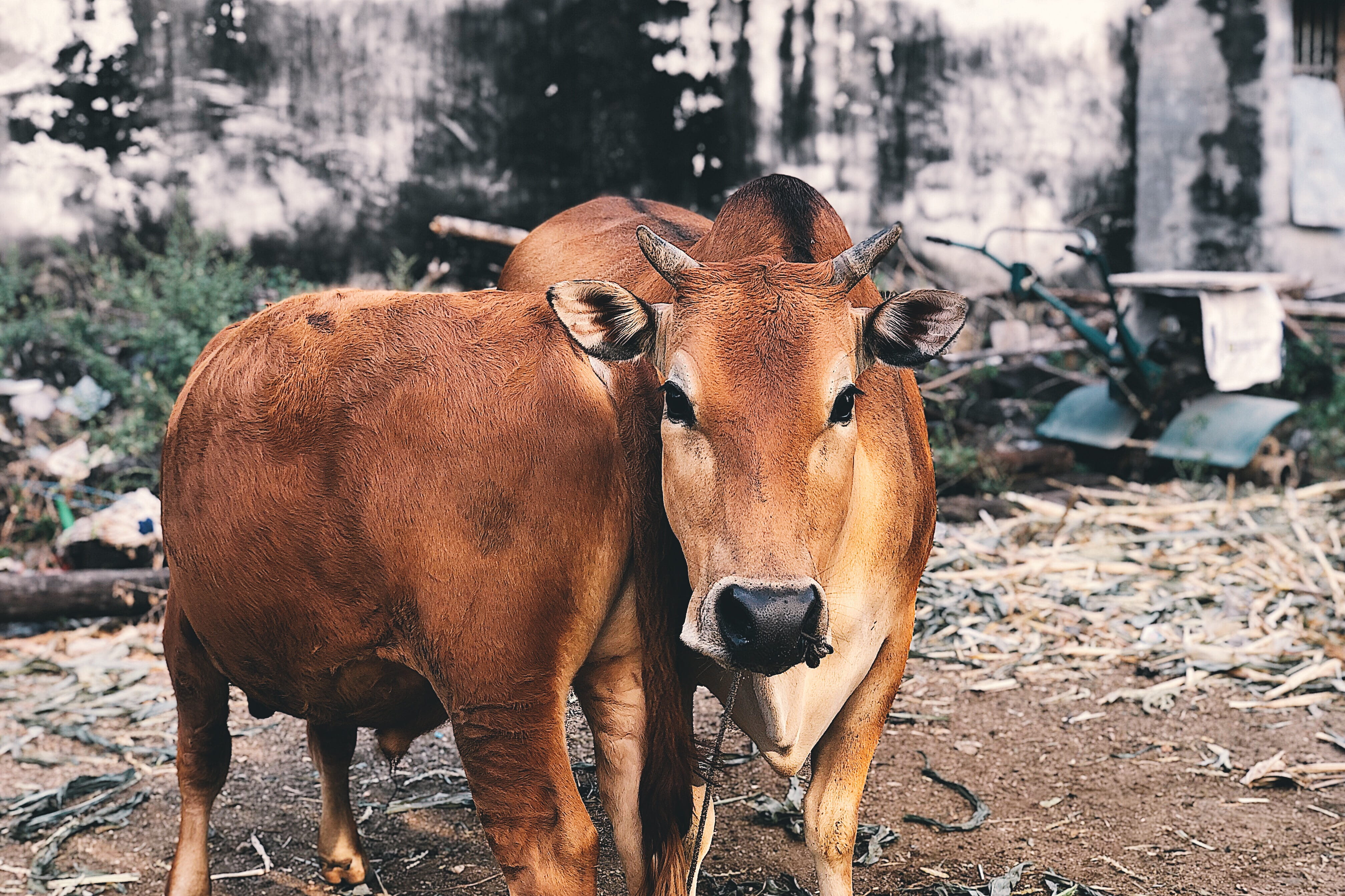 focus on foreground, apparel, domestic, animal wildlife, herd, calf, food, nature, land, brown, mammal, clothing, herbivorous, day, cattle, sweater, bull, HD Wallpaper